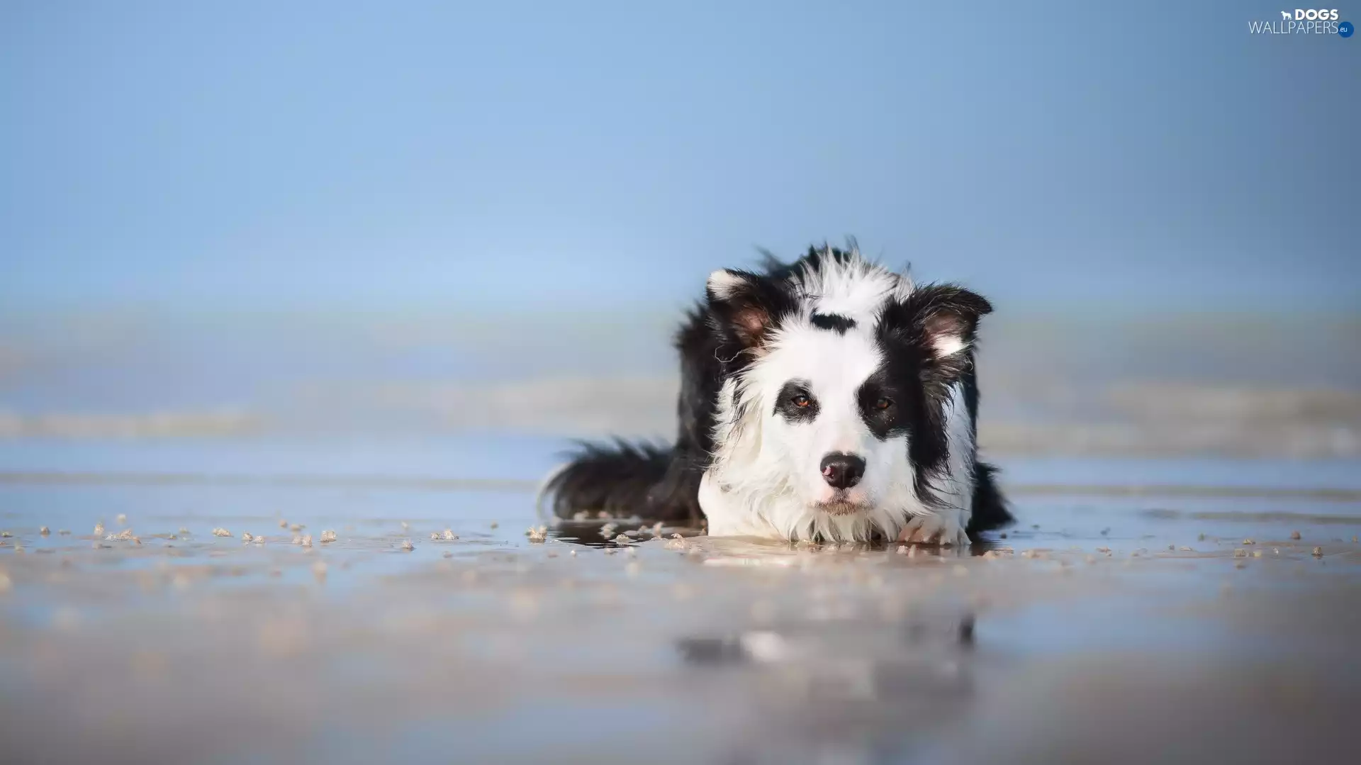 Beaches, Border Collie, Stabbing