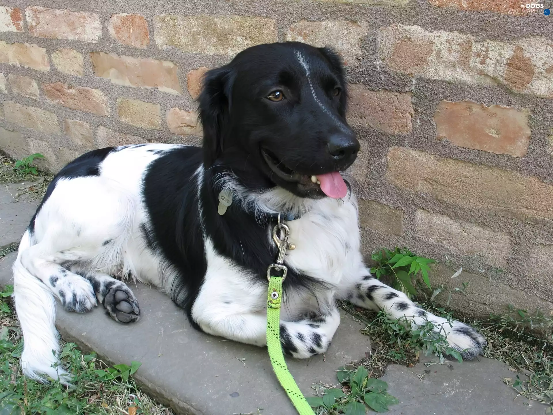 Stabyhoun, Green, Leash, Stabyhoun