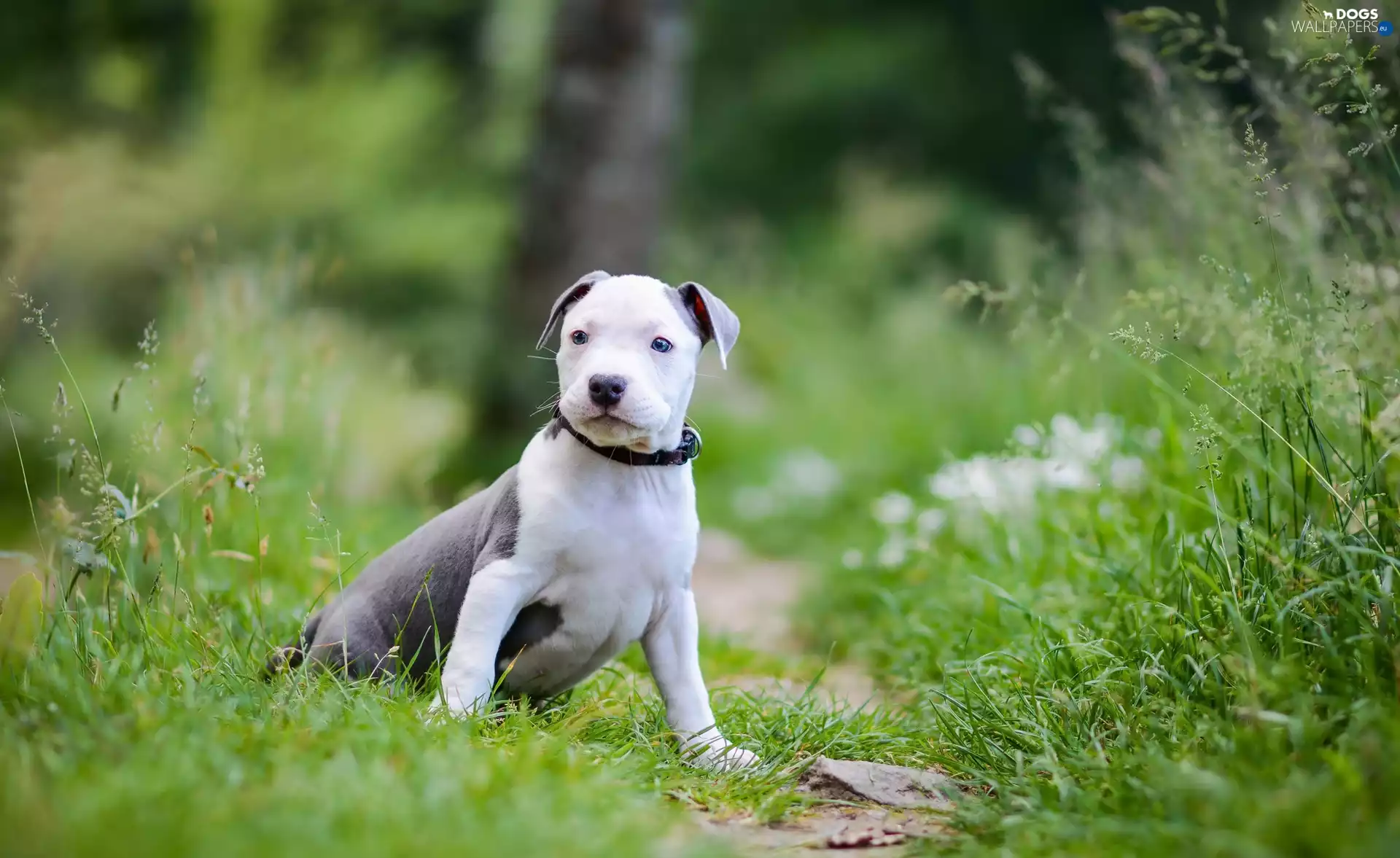 dog, Amstaff, American Staffordshire Terrier, Puppy