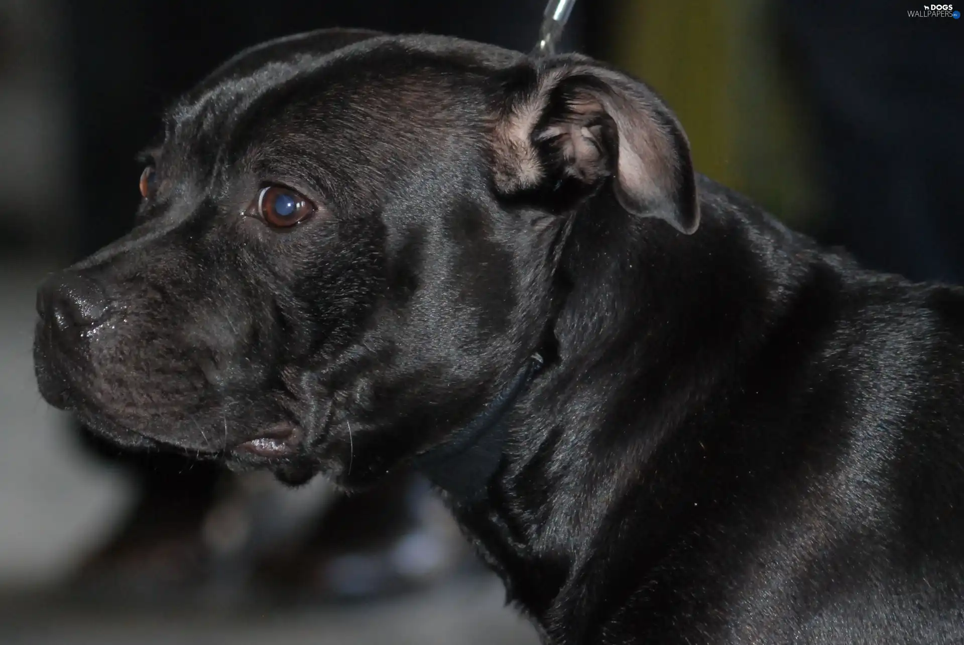 Staffordshire Bull Terrier, mouth