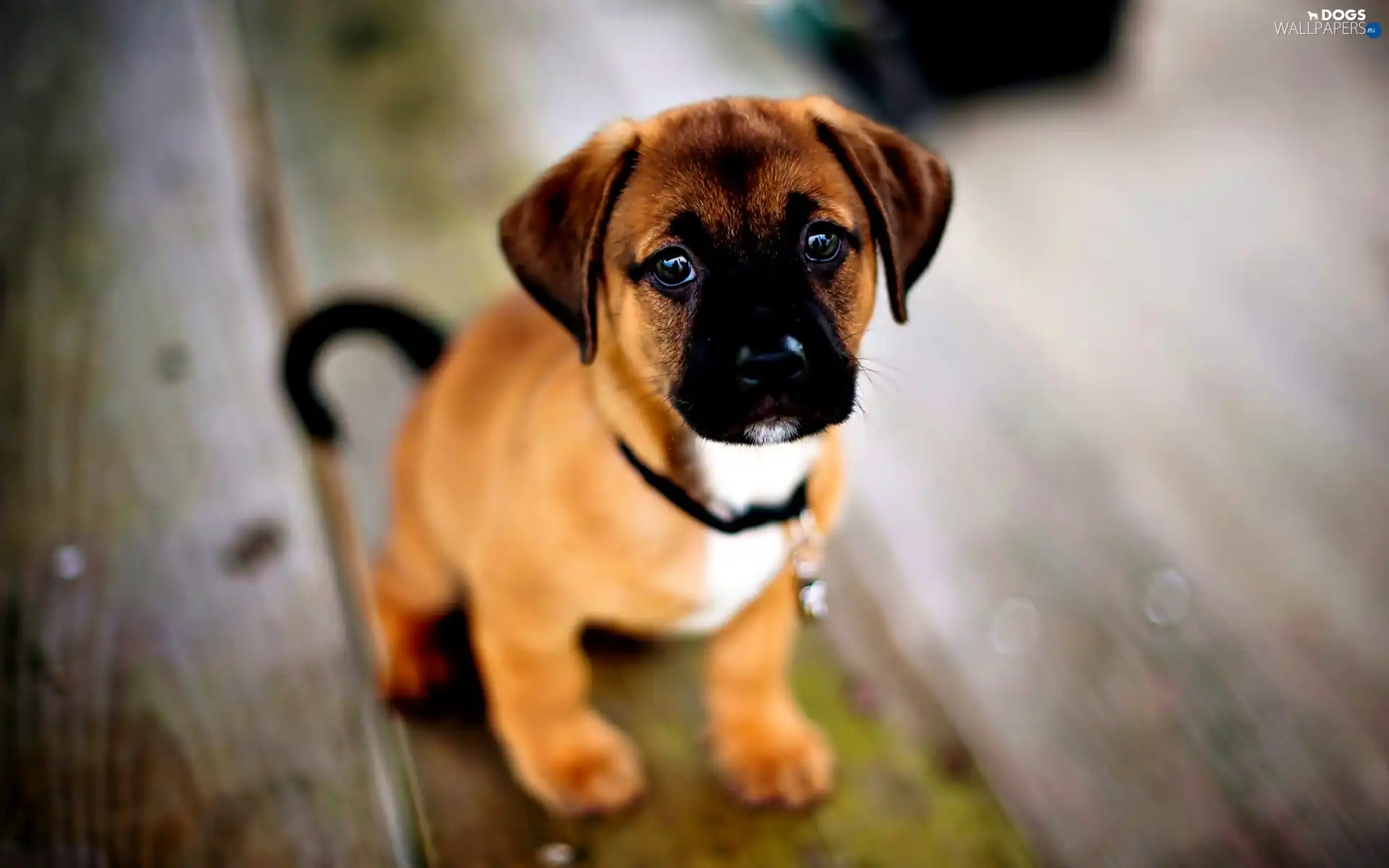 Staffordshire Bull Terrier, Puppy