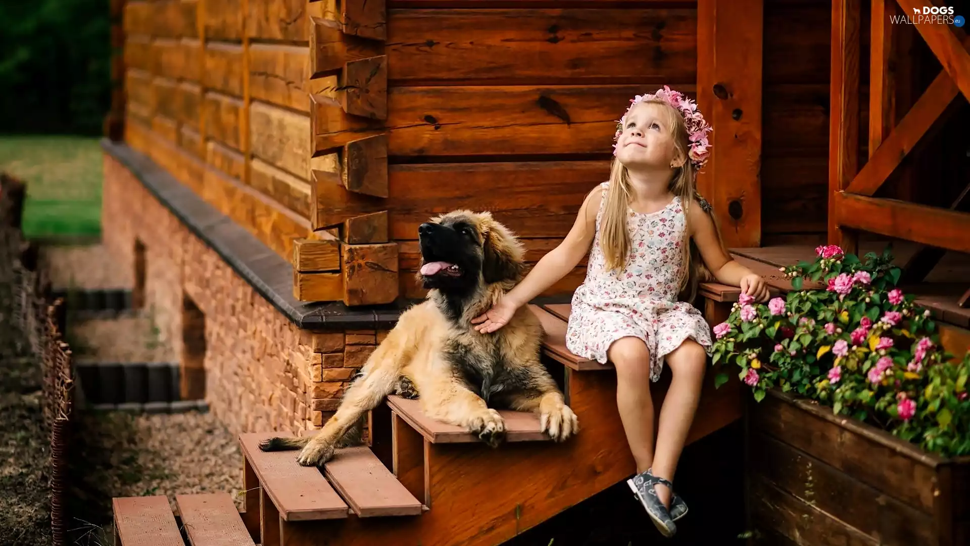Puppy, Stairs, dog, Leonberger, girl