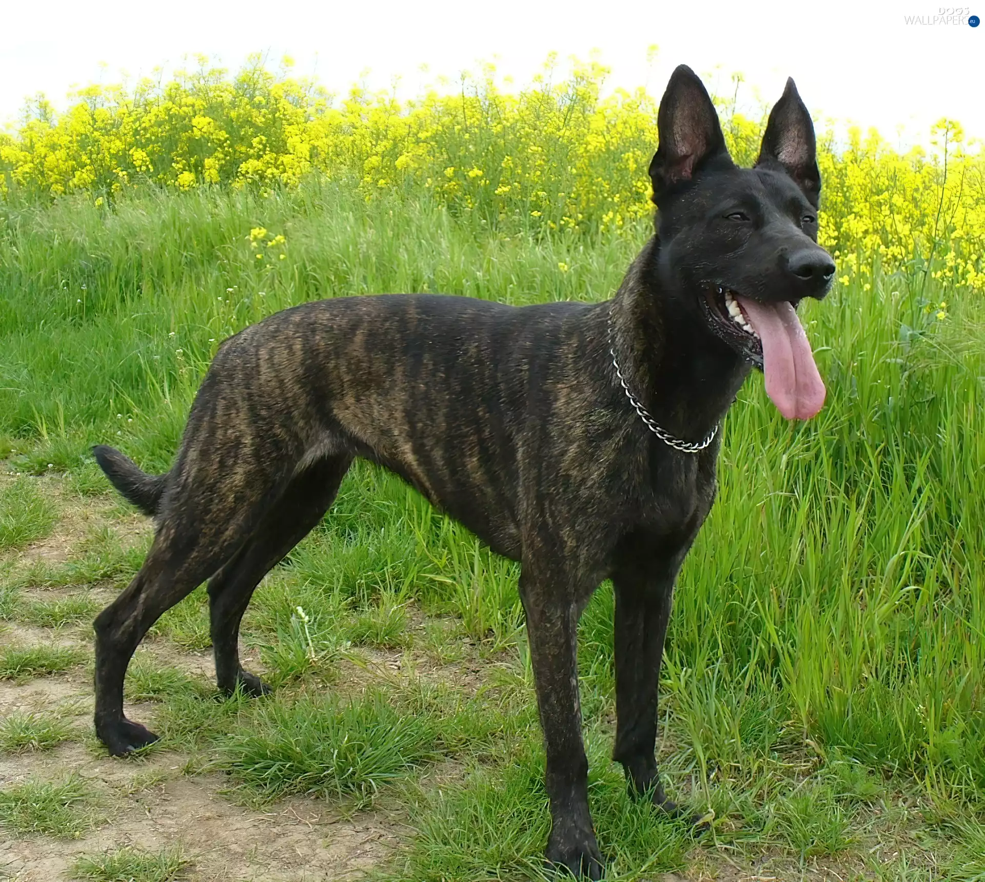 ears, Dutch Shepherd, standing