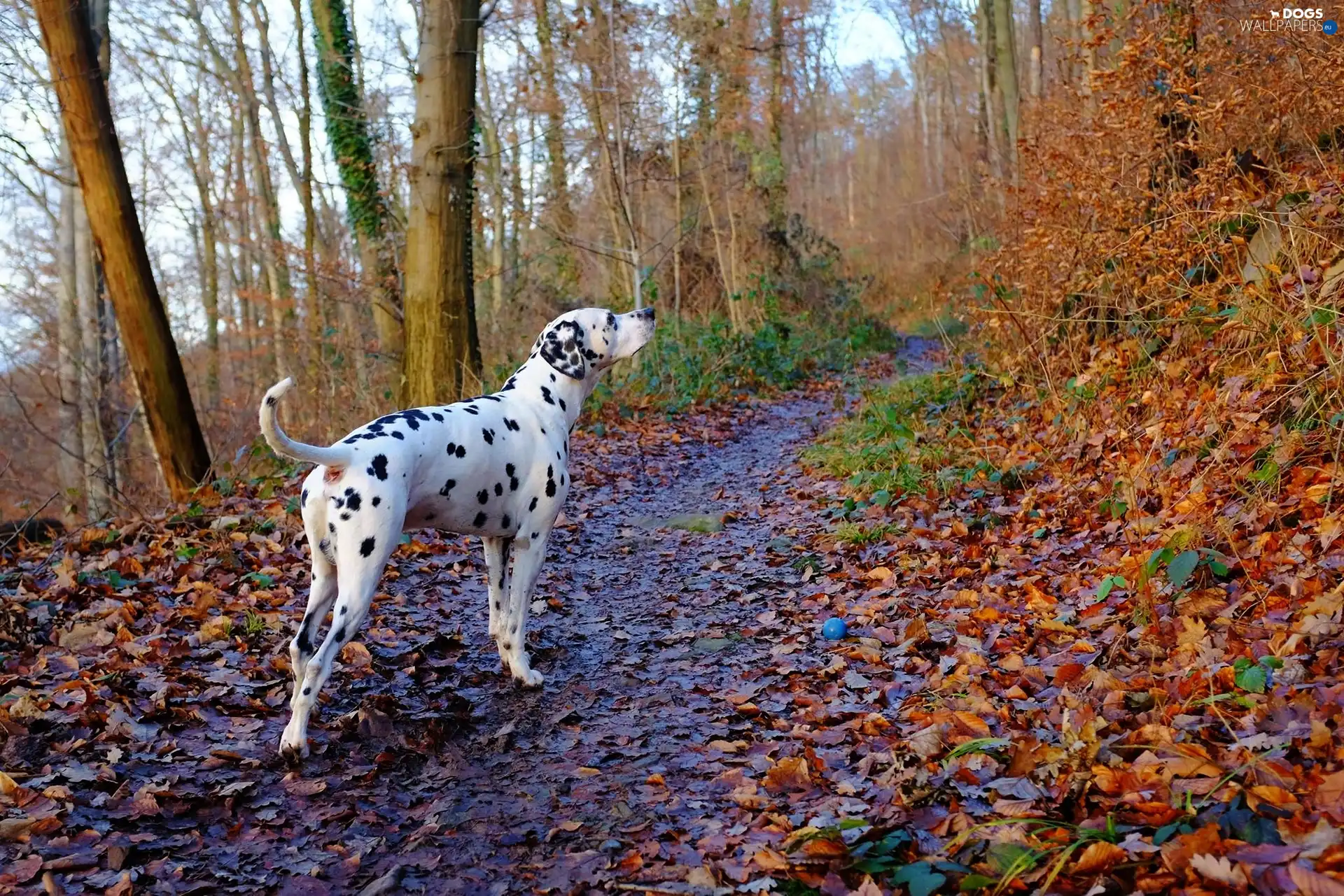 Stems, Leaf, Dalmatian, Path
