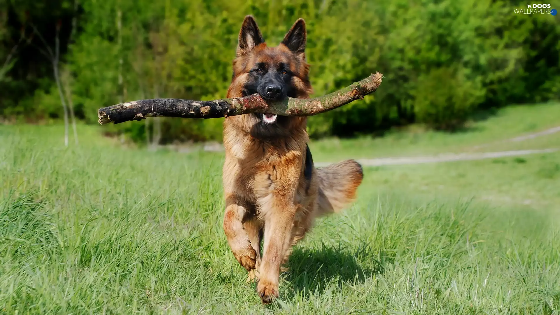 dog, Stick, apport, German Shepherd