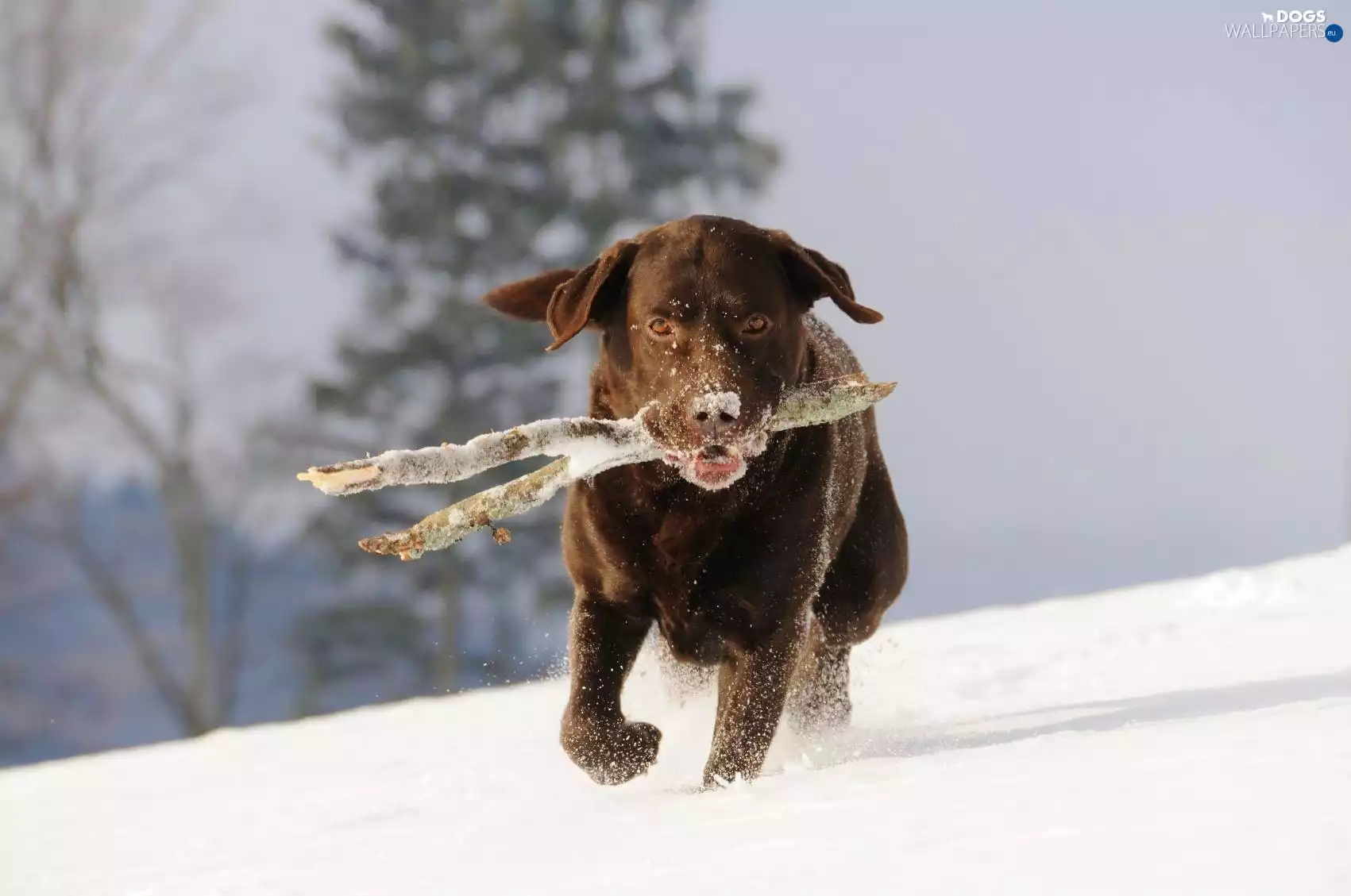 dog, apport, snow, Stick