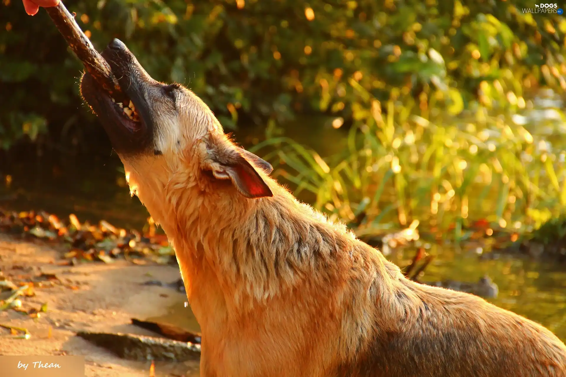 stick, themselves, dog, reveling