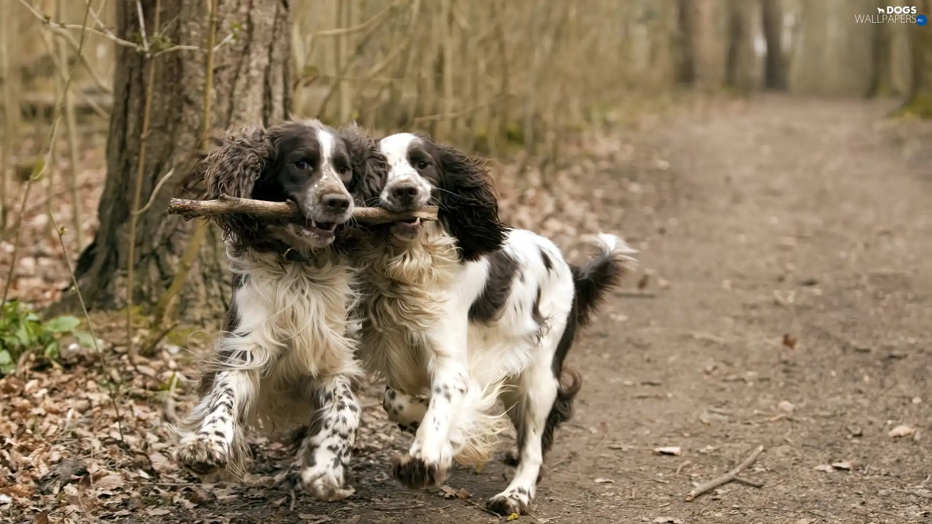 forest, Stick, Dogs