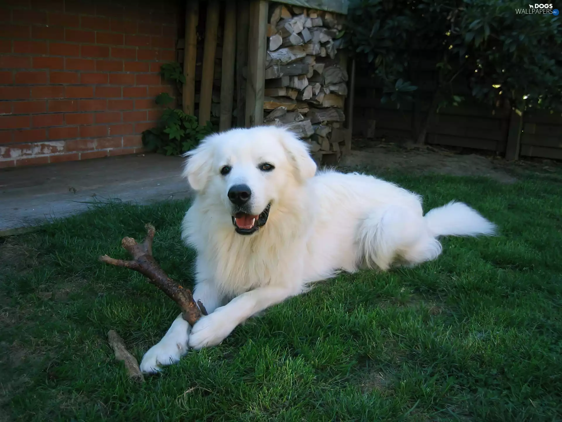 grass, slovak czuwacz, Stick