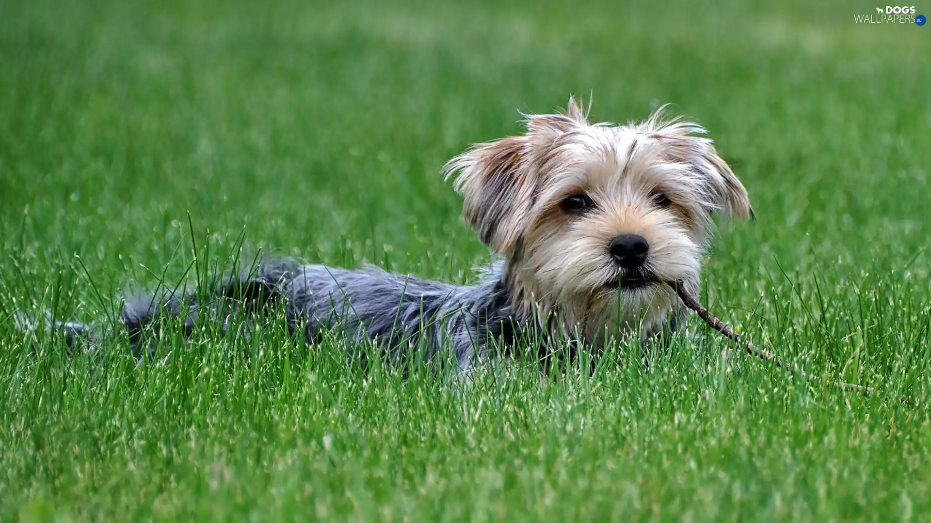 stick, terrier, grass