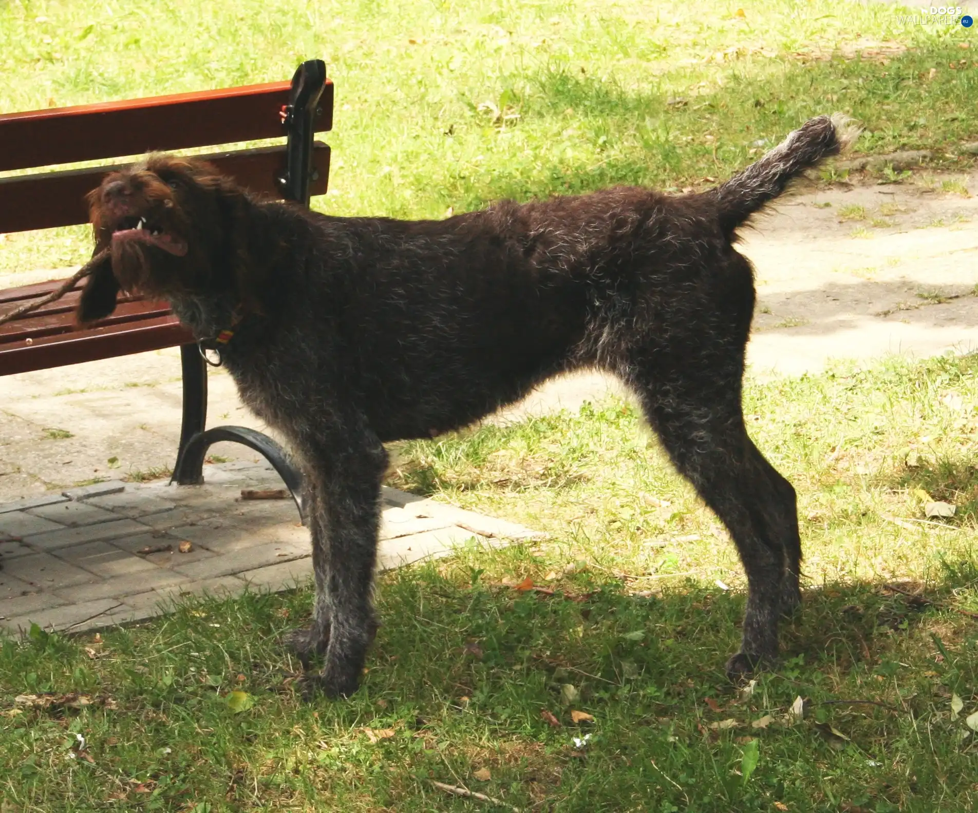 Stick, Bench, German Wirehaired Pointer, grass