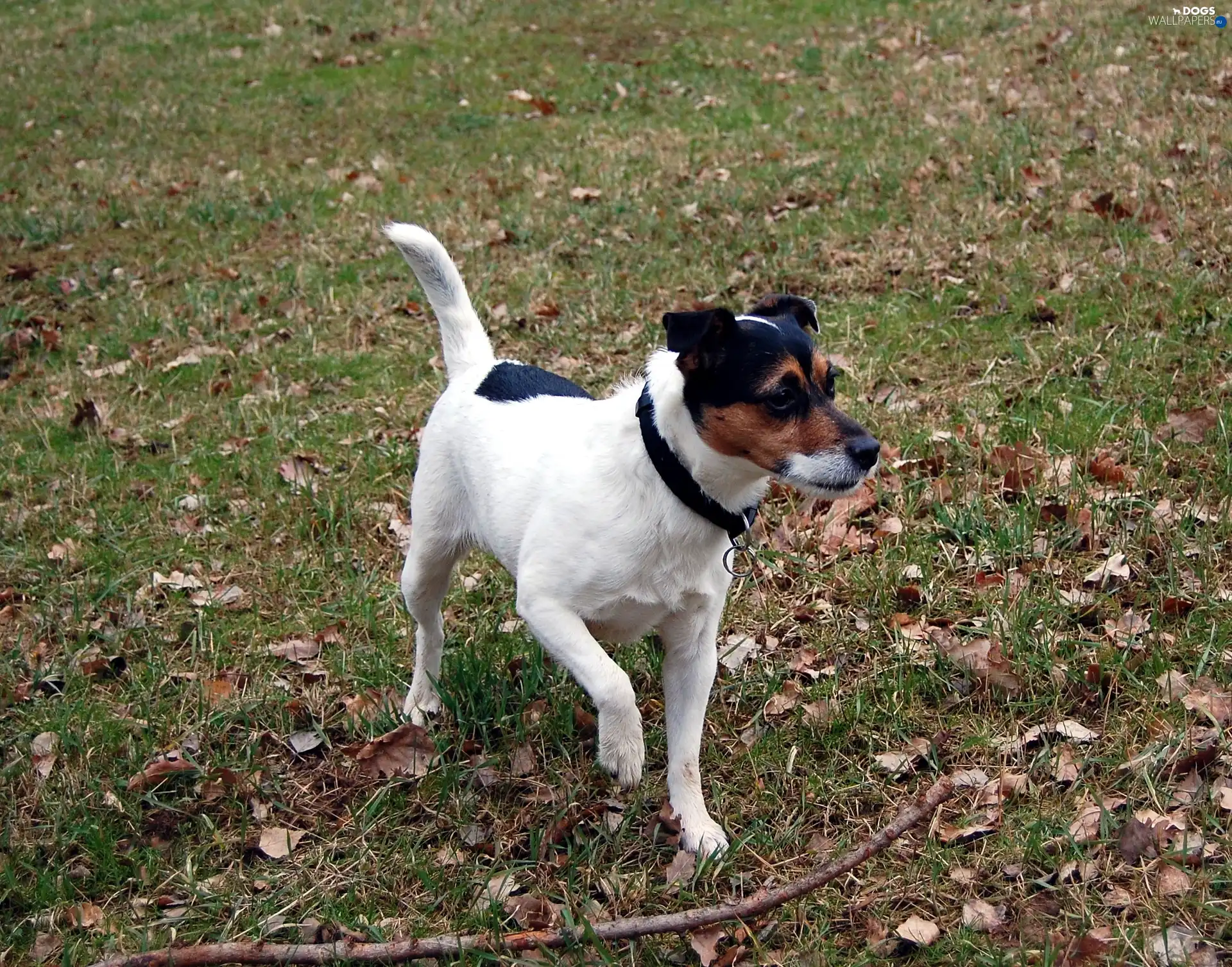 Stick, Parson Russell Terrier