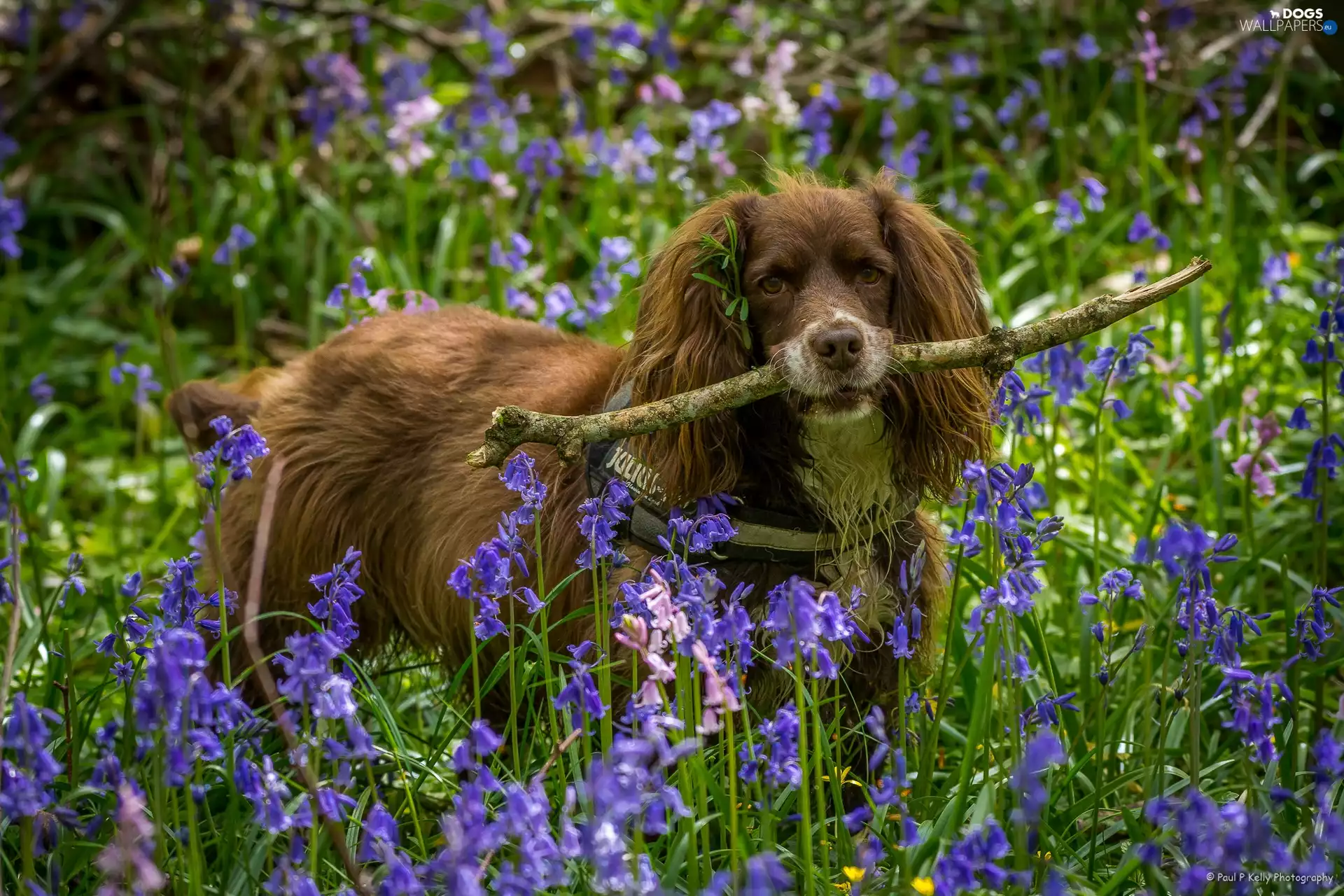 Spaniel, Flowers, Bluebells, stick