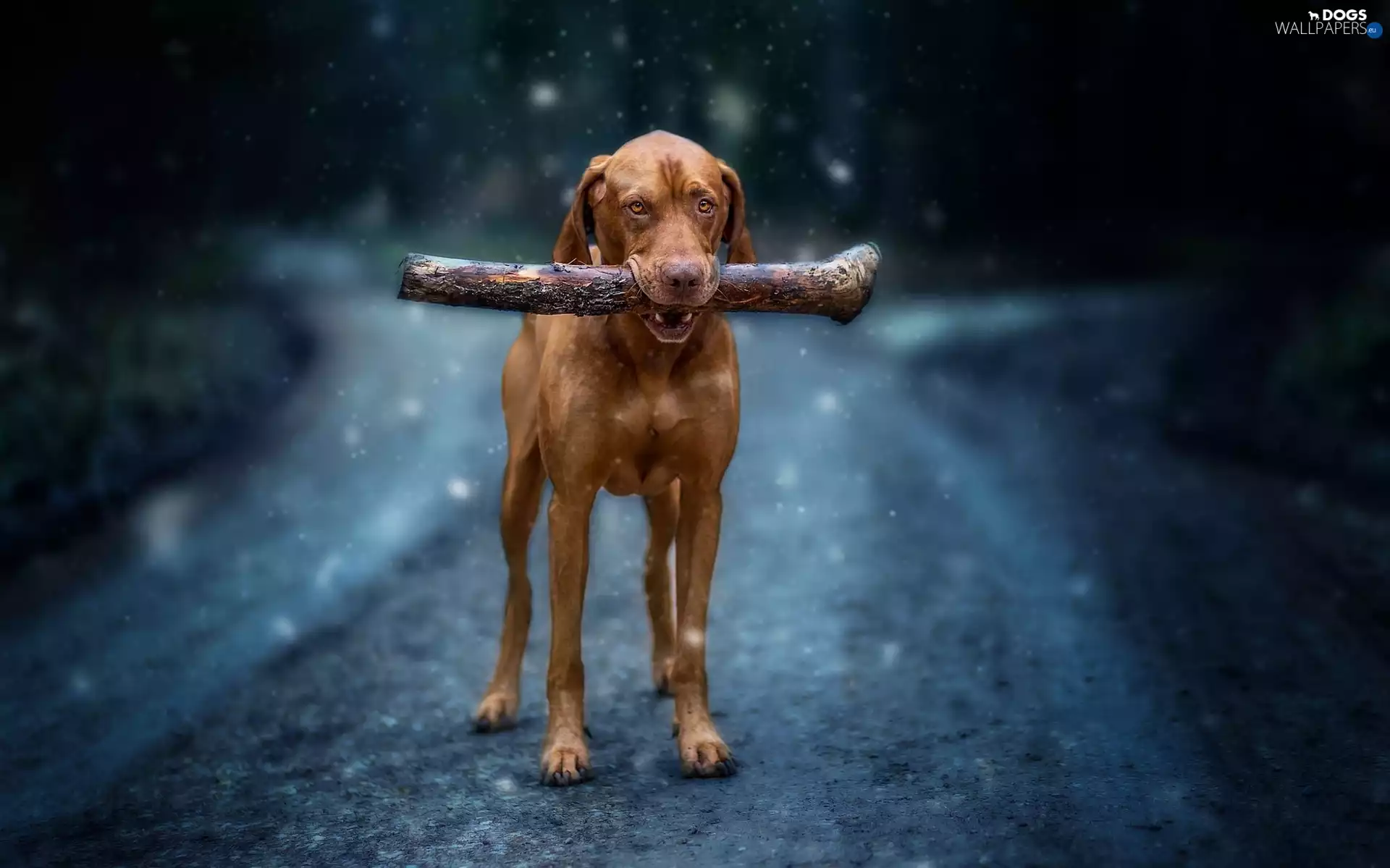 stick, Way, Vizsla