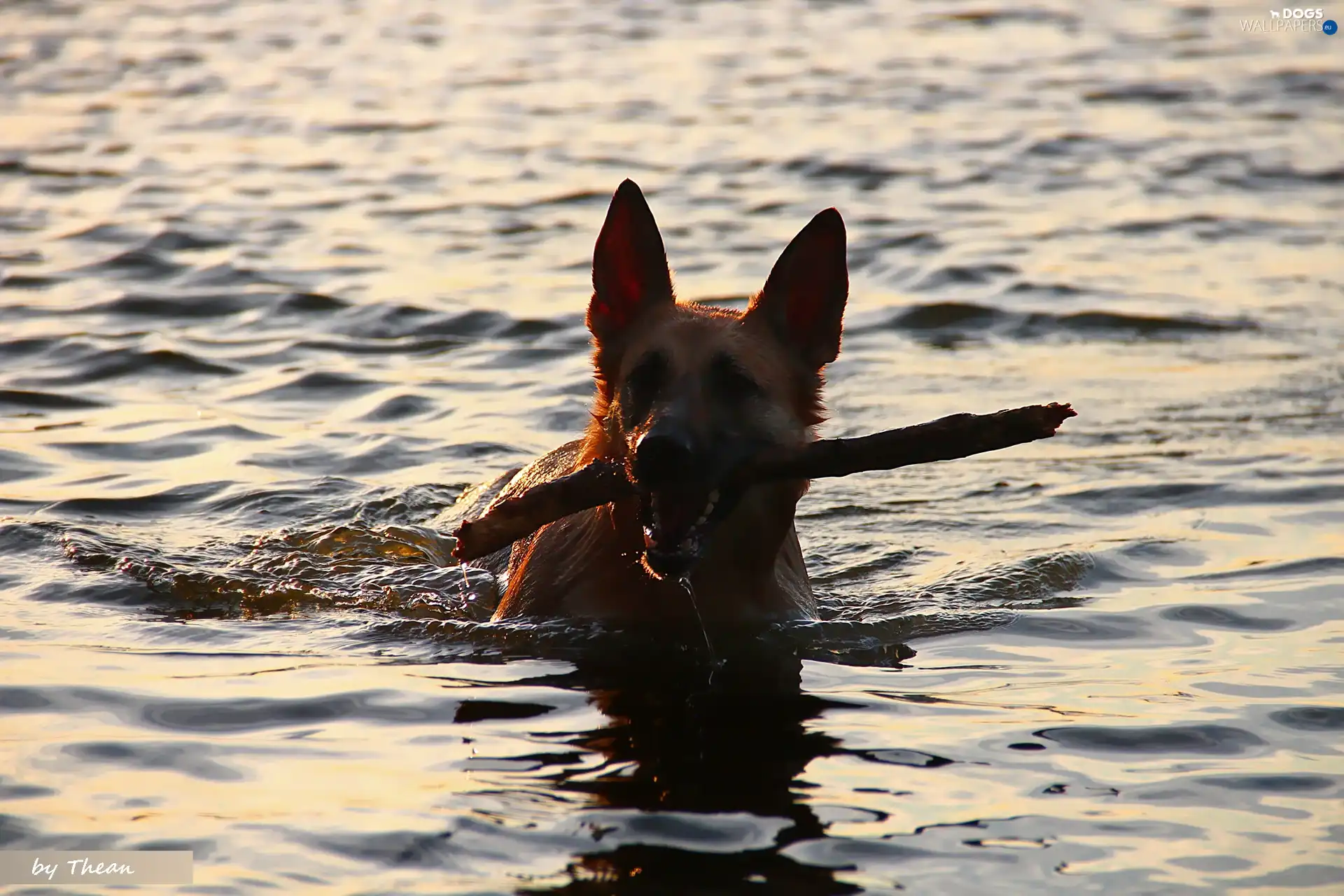 water, Stick, dog