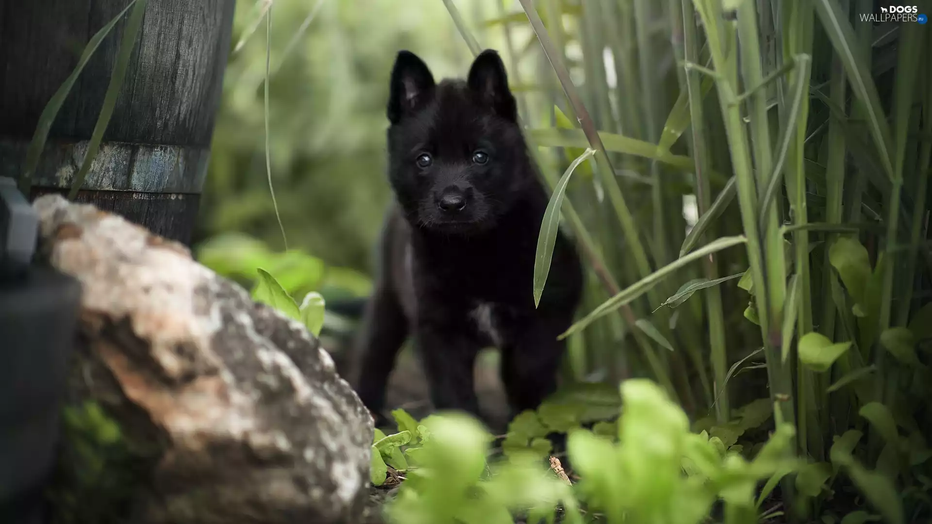 Puppy, Black, Plants, Stone, Schipperke, dog