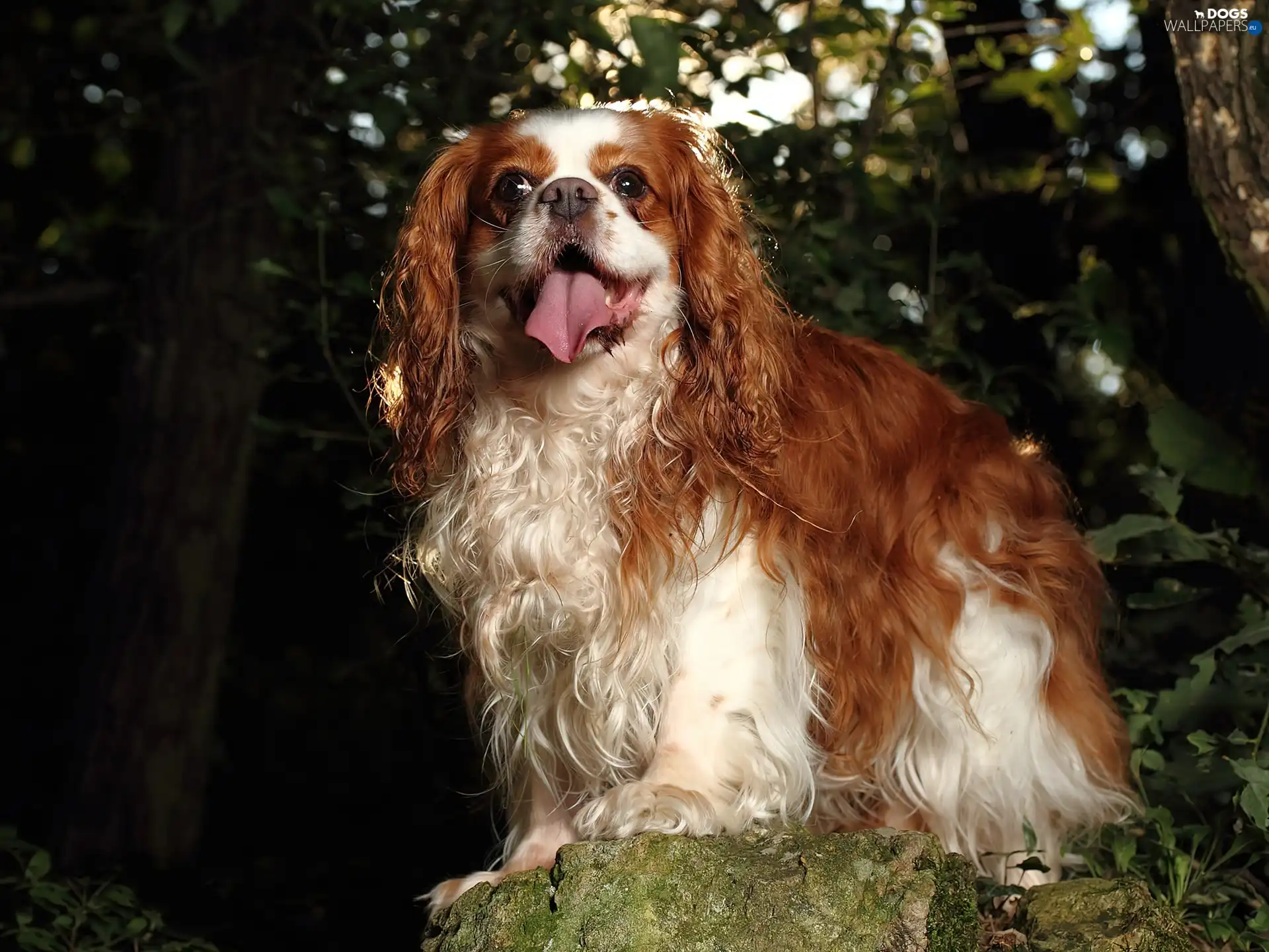 Stone, dog