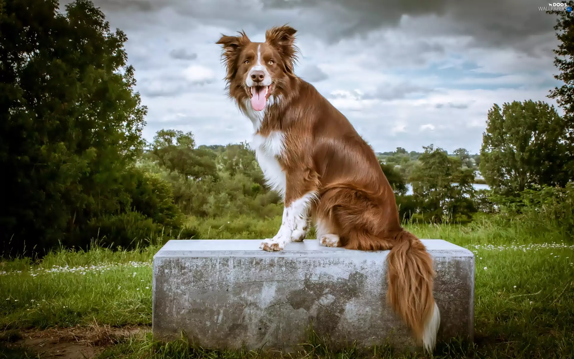 Stone, ginger, doggy