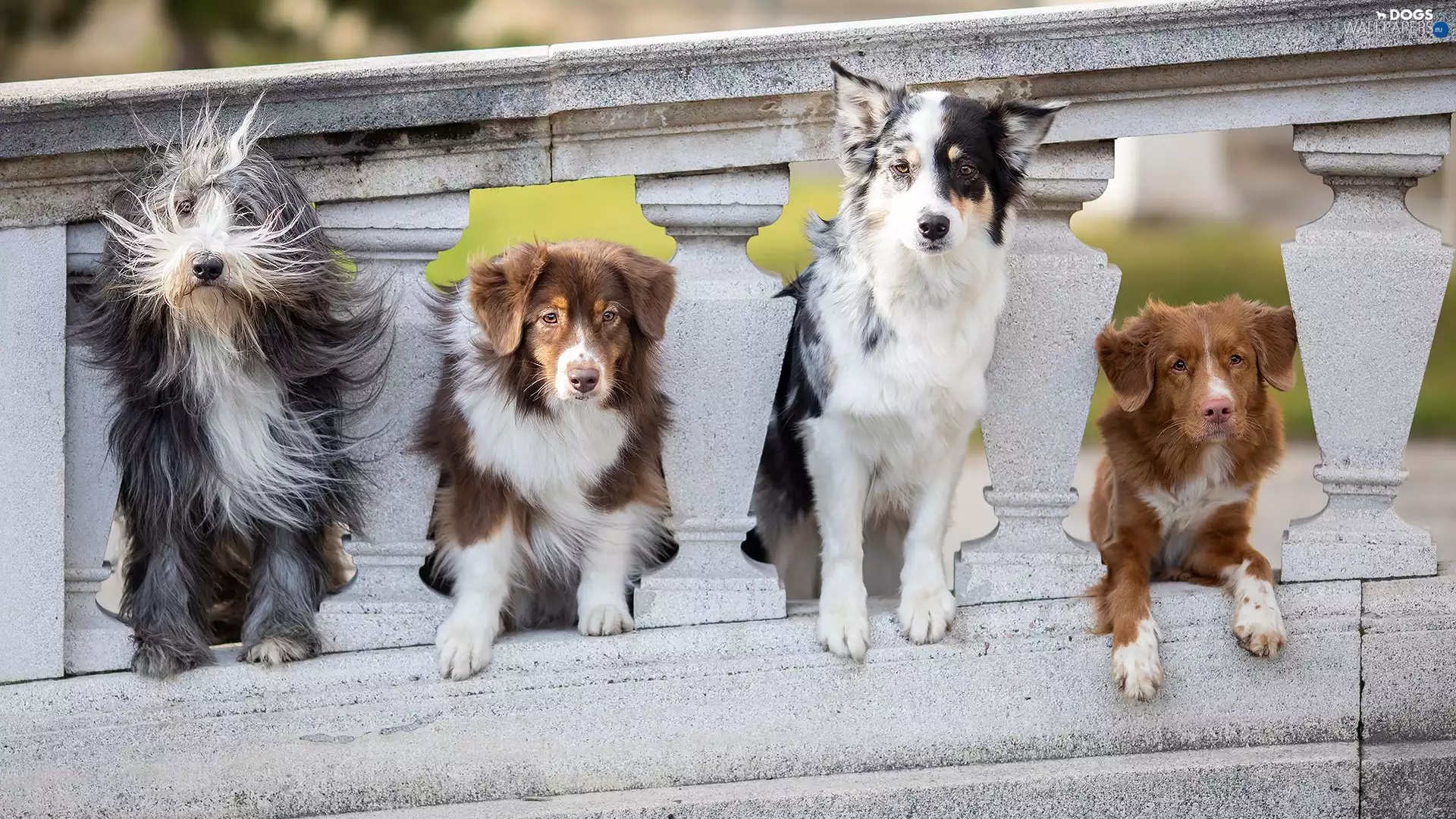 Old English Sheepdog, Australian Shepherd, railing, Border Collie, stone, Dogs, four, Retriever Nova Scotia