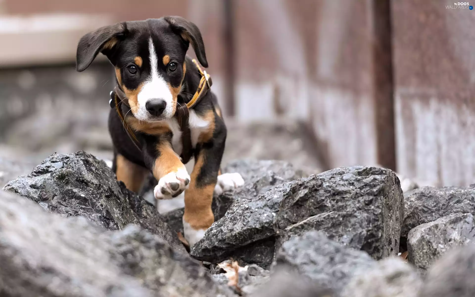 Stones, doggy, Appenzeller