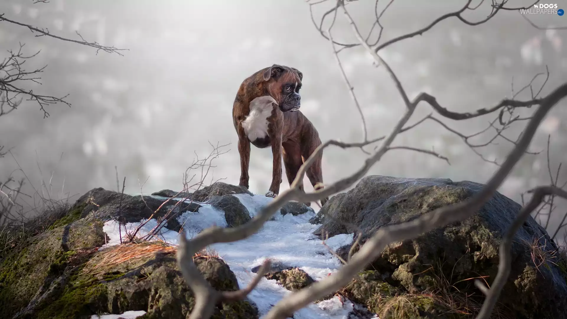 Stones, dog, boxer