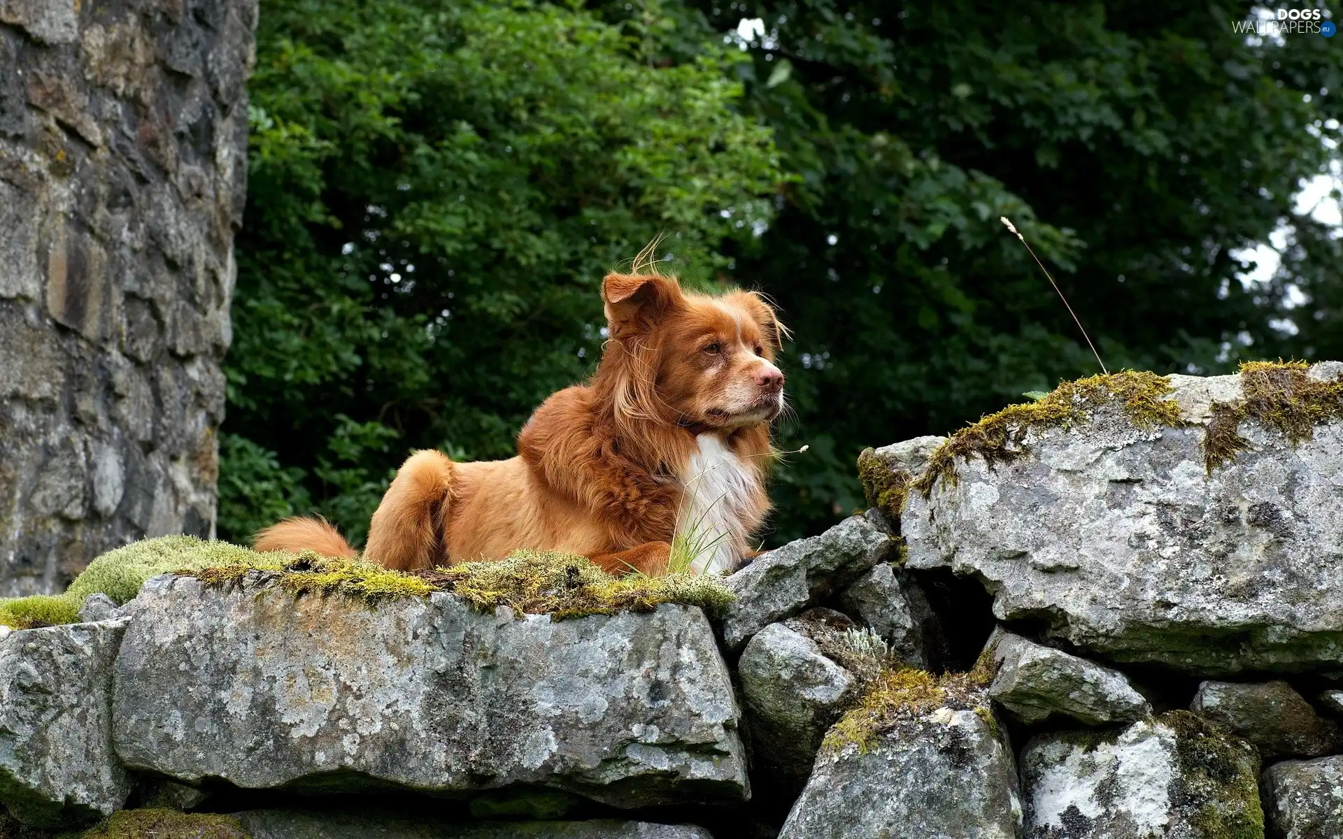 dog, Stones, ginger