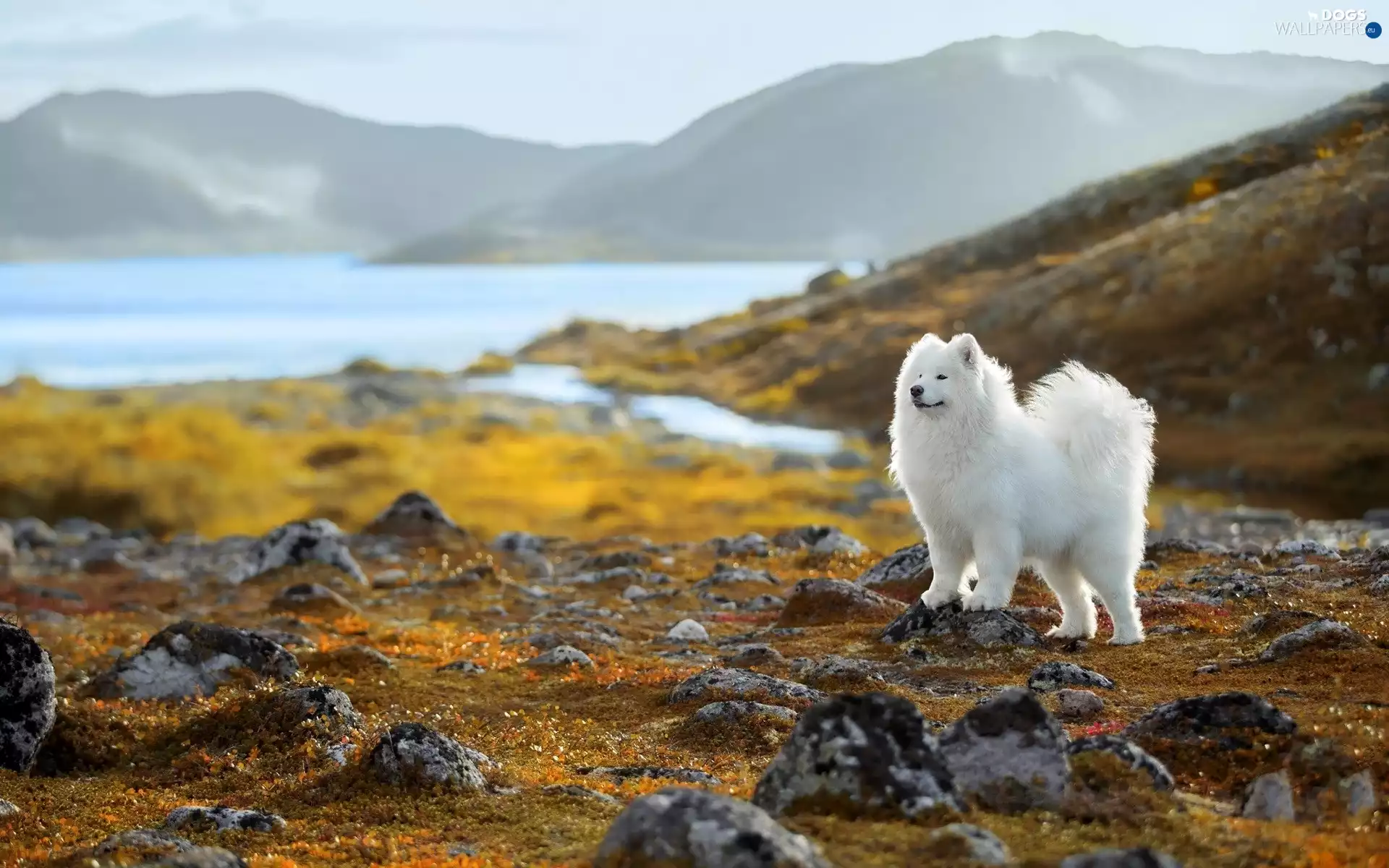Samojed, White, lake, Stones, Mountains, dog