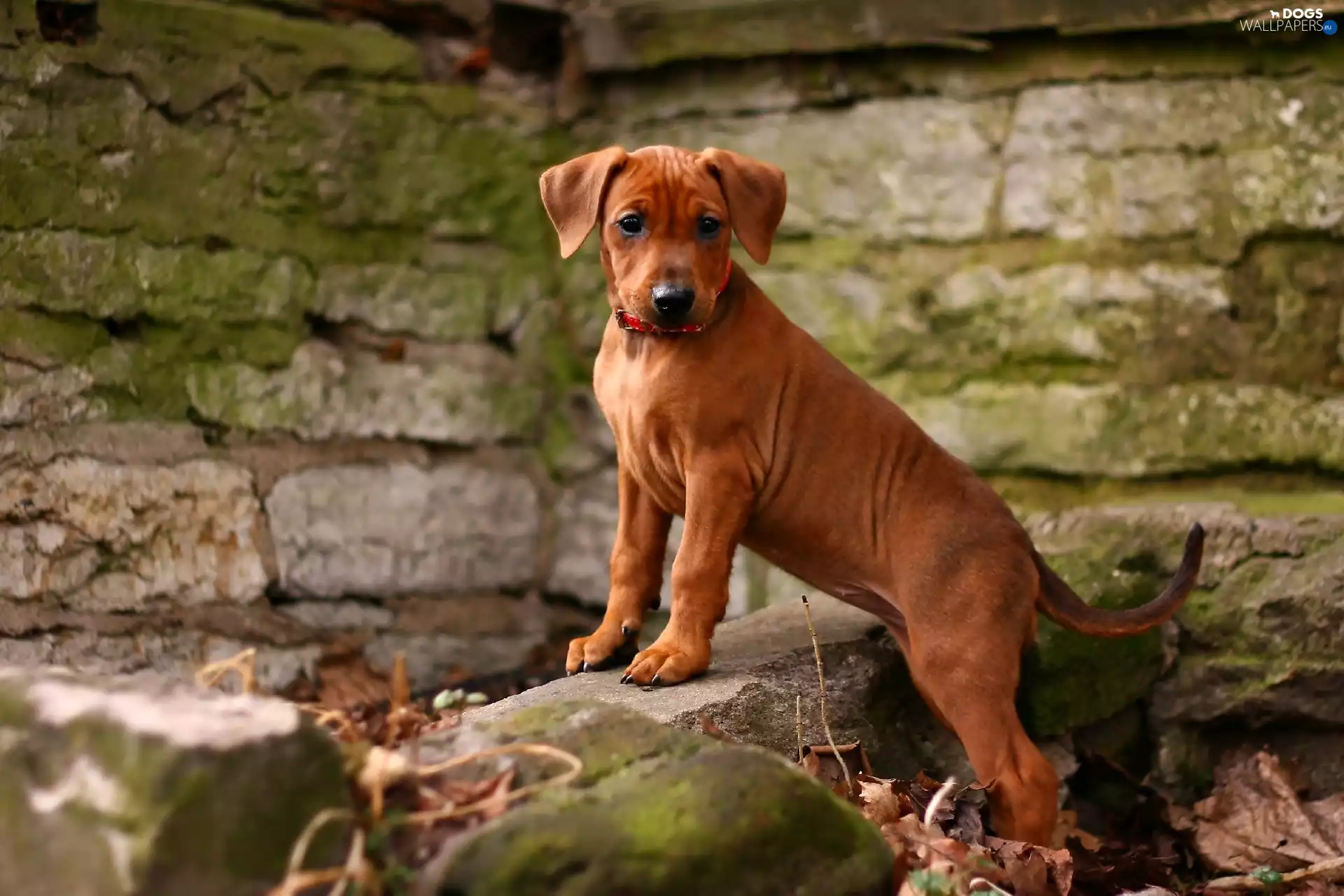 Stones, ginger, doggy
