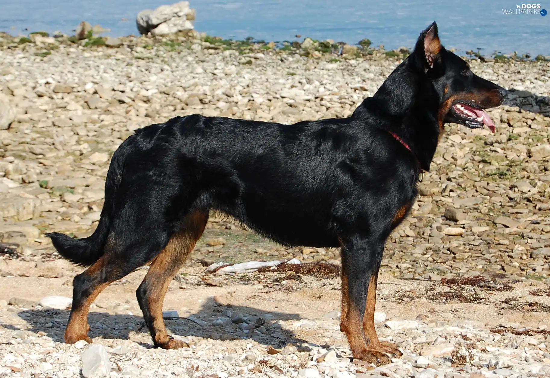 Stones, Shepherd French Beauceron