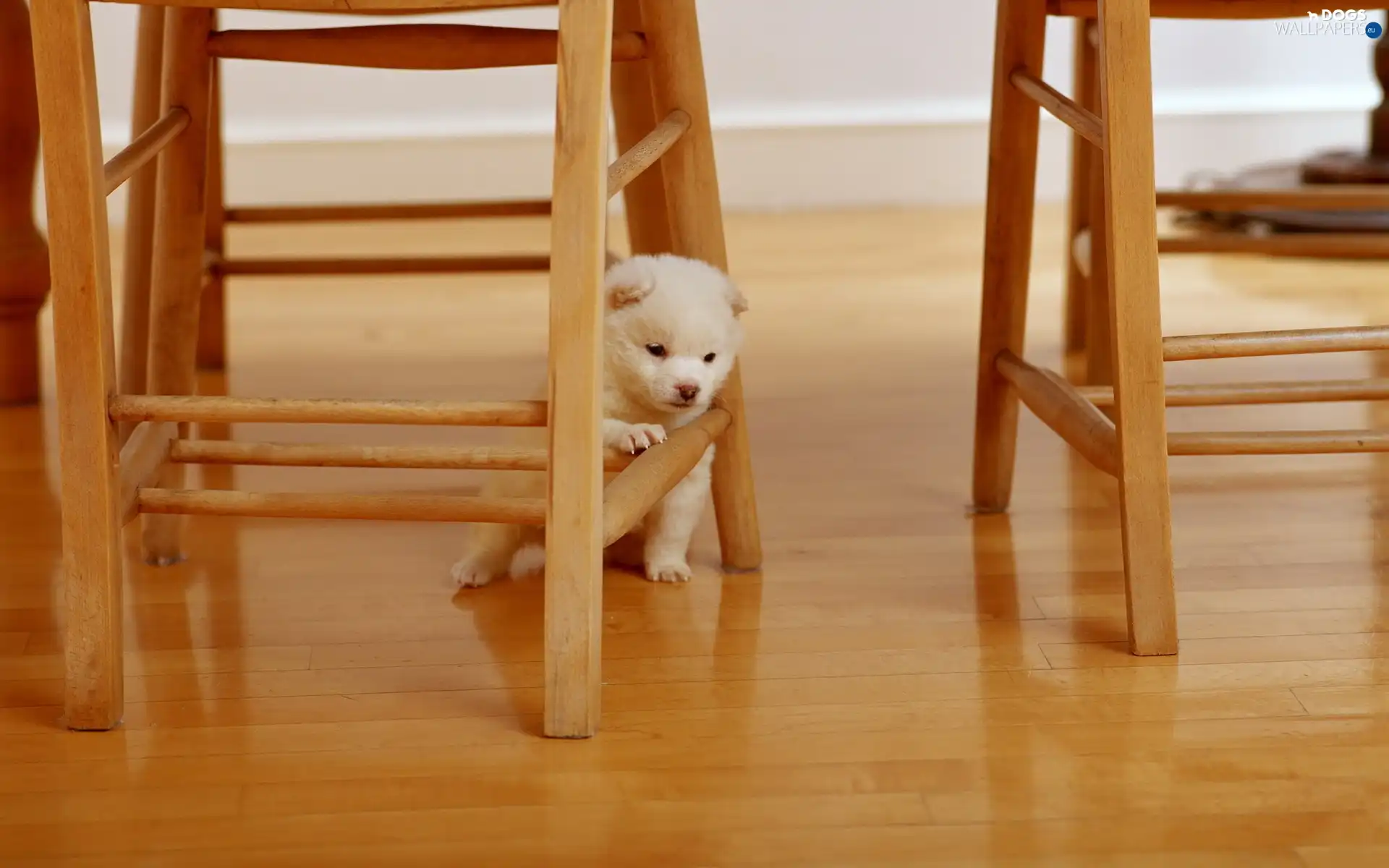 Puppy, Stool, doggy