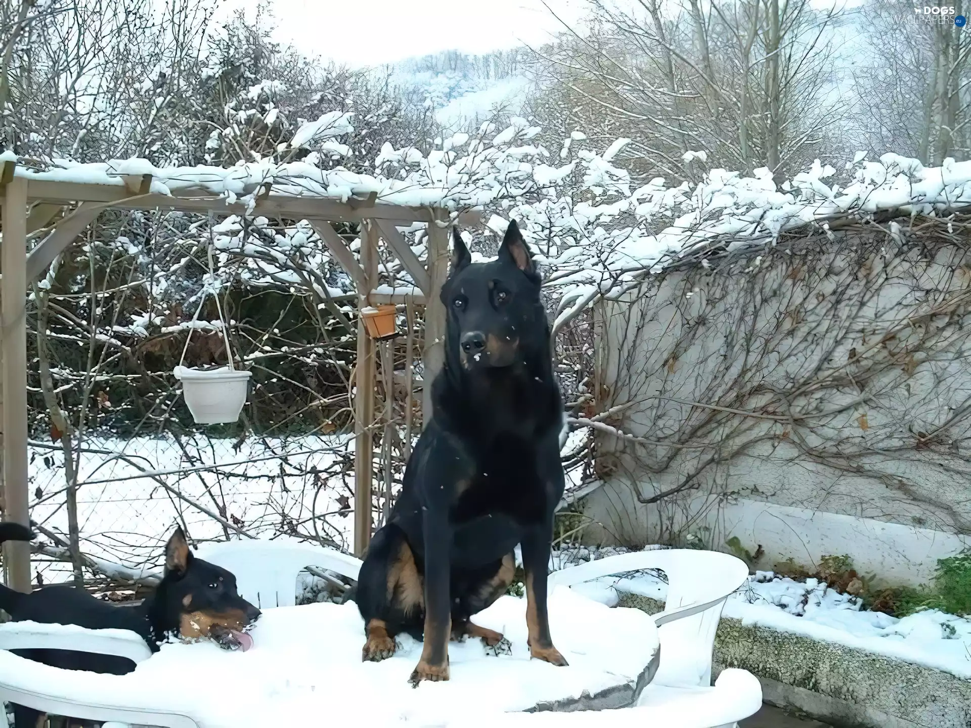 Shepherd French Beauceron, Stool, snow, Table