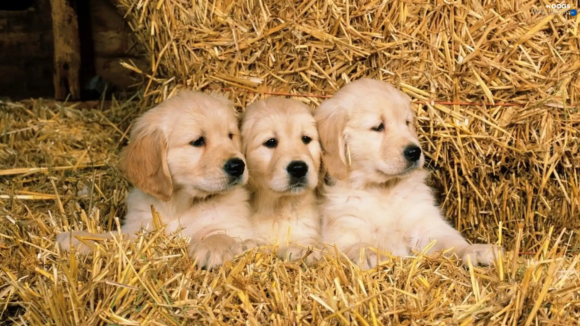 puppies, straw, Three