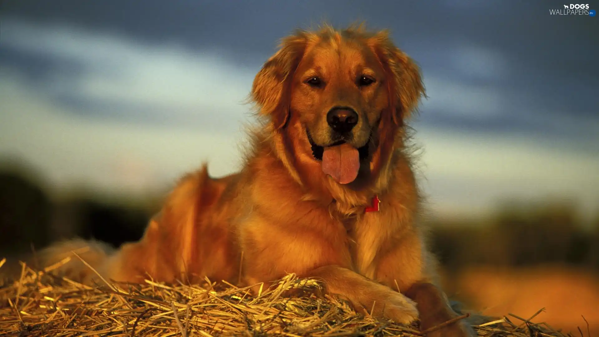 Tounge, straw, dog