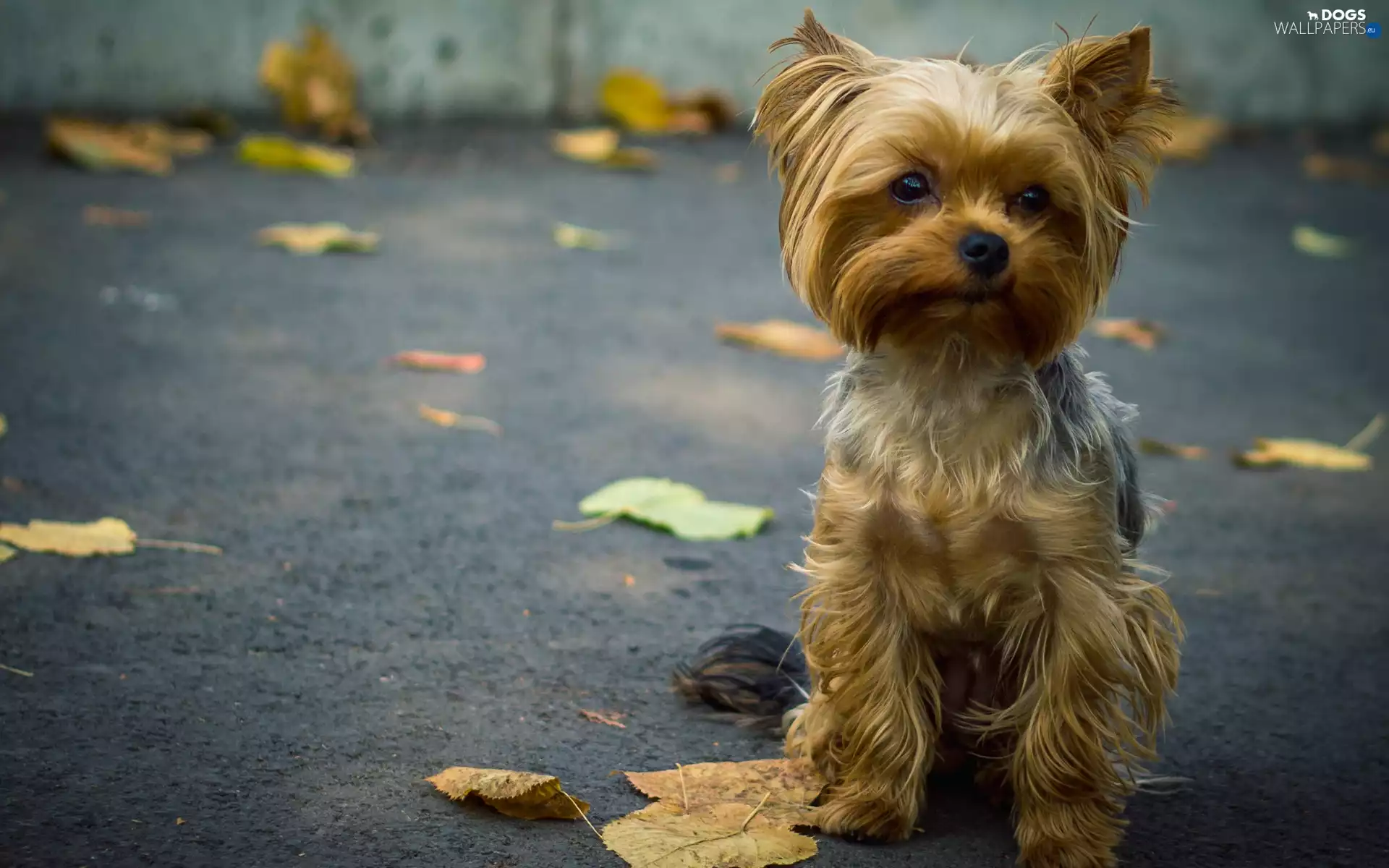puppie, Street, Leaf, Yorkshire Terrier