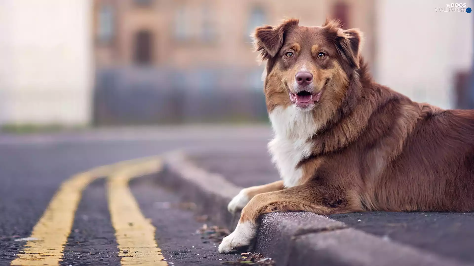 Australian Shepherd, Pavement, Street, Australian Shepherd