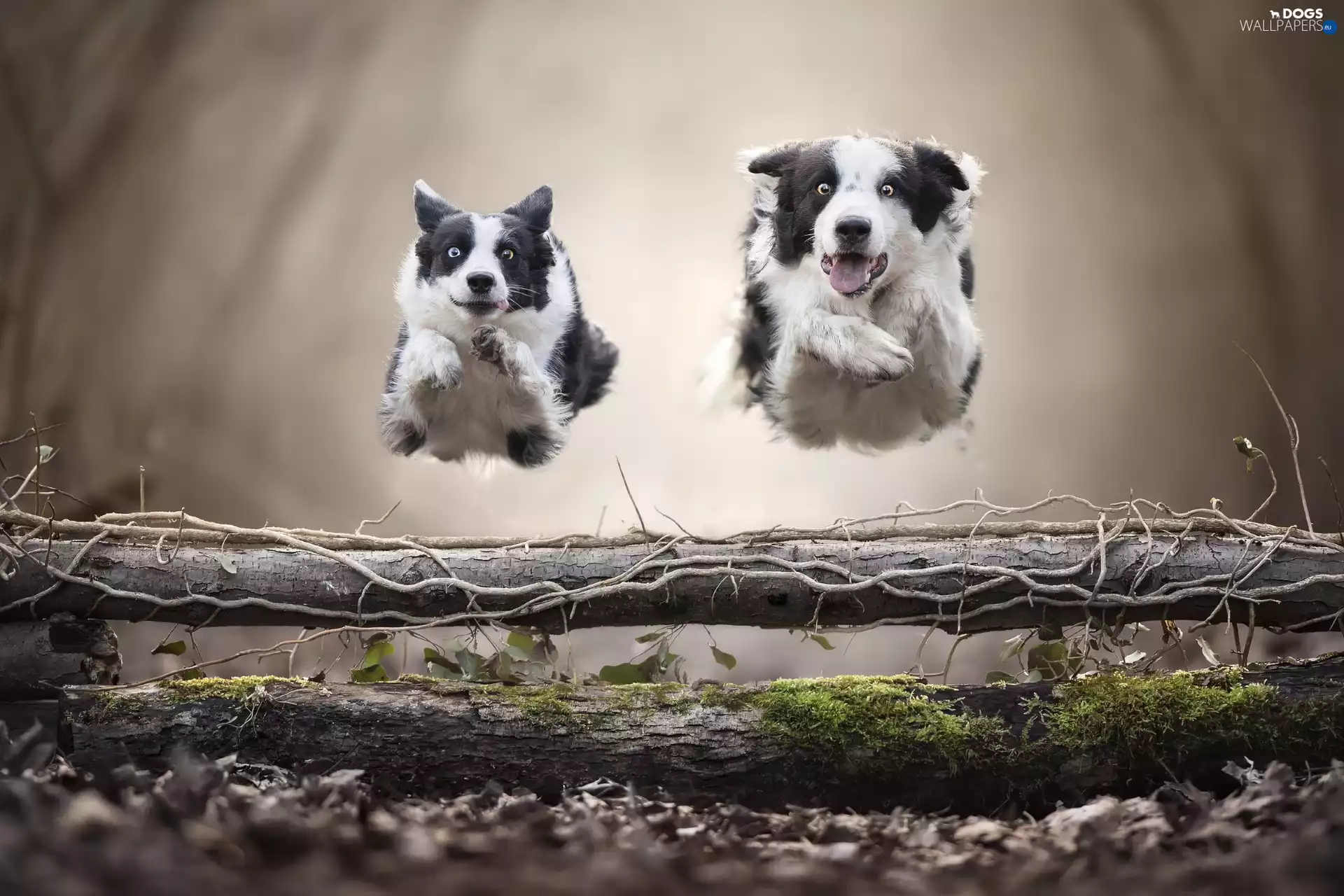 Dogs, Two cars, bar, jump, Border Collie, stretching
