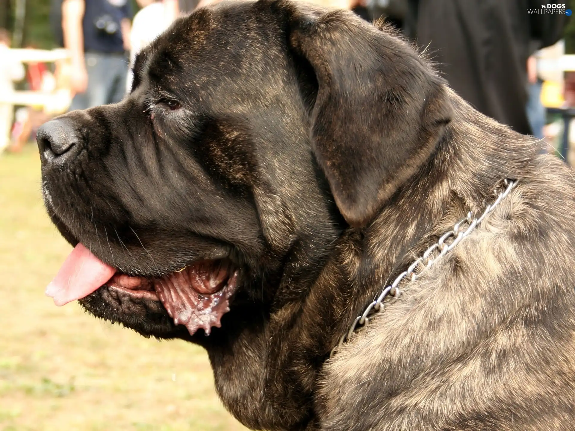 English, striped, mastiff