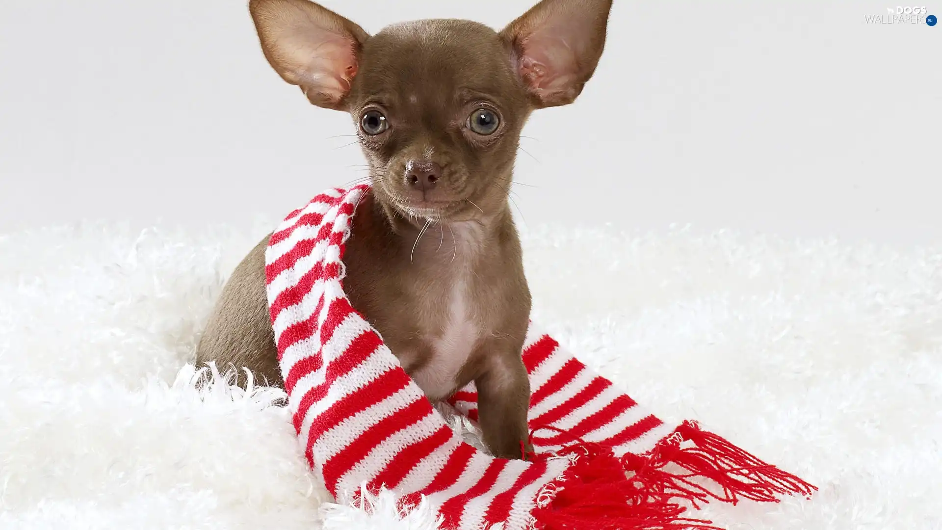 Scarf, stripes, Chihuahua