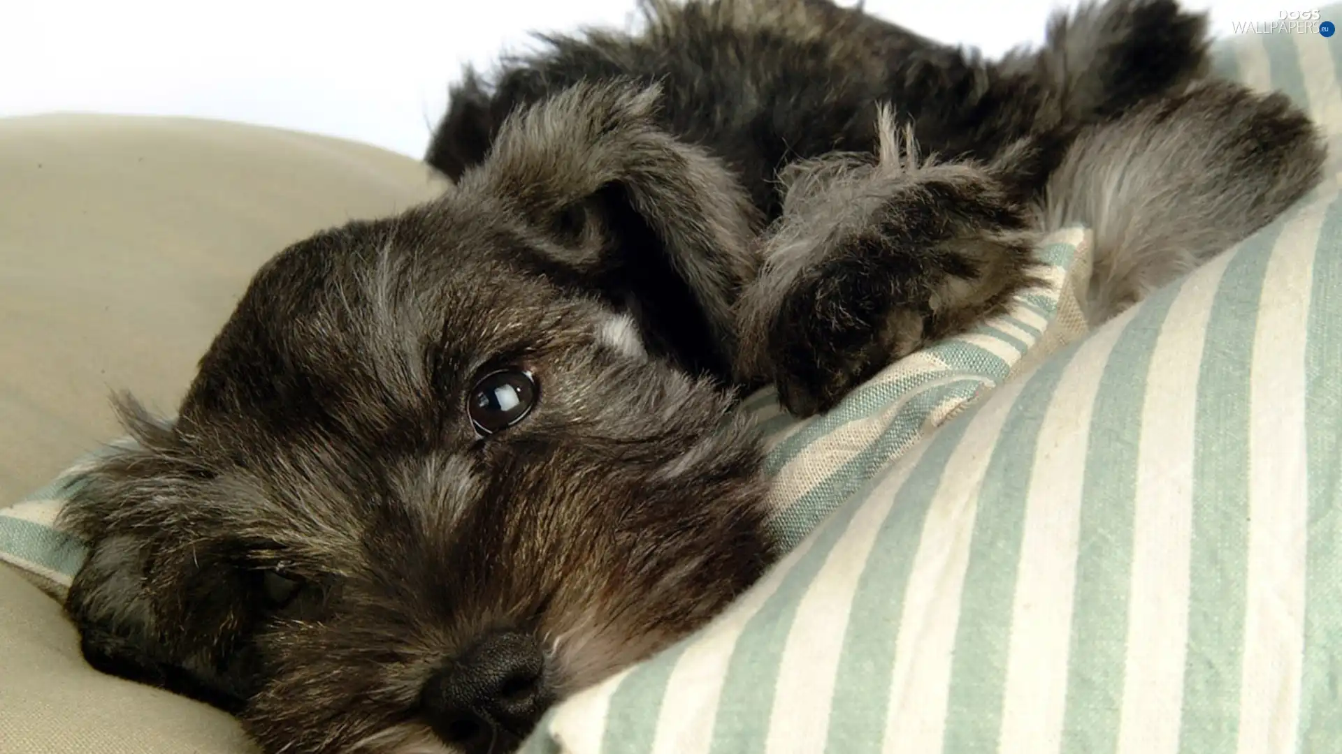 stripes, ##, schnauzer, pillows