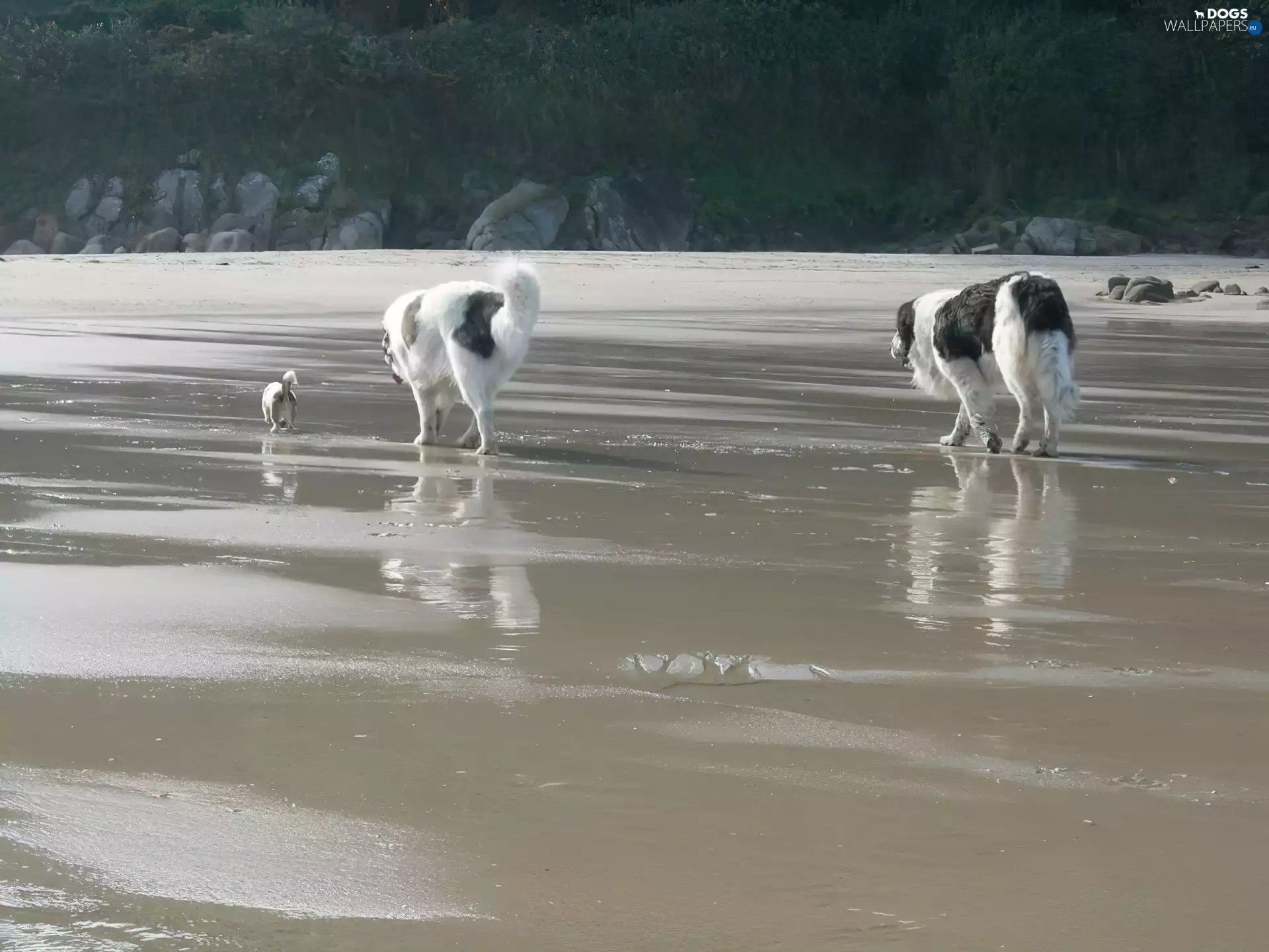 strolling, Pyrenean Mastiffs