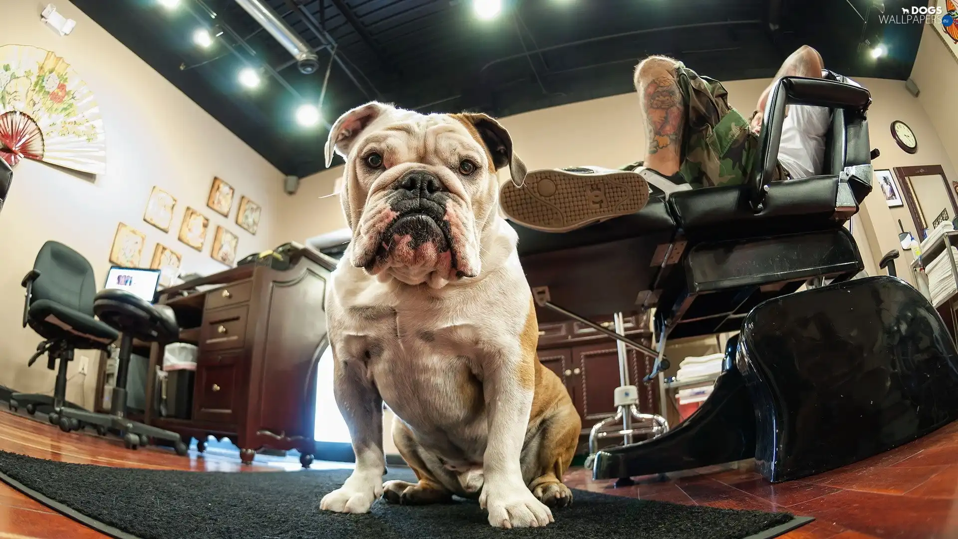 studio, English Bulldog, guarding, dog