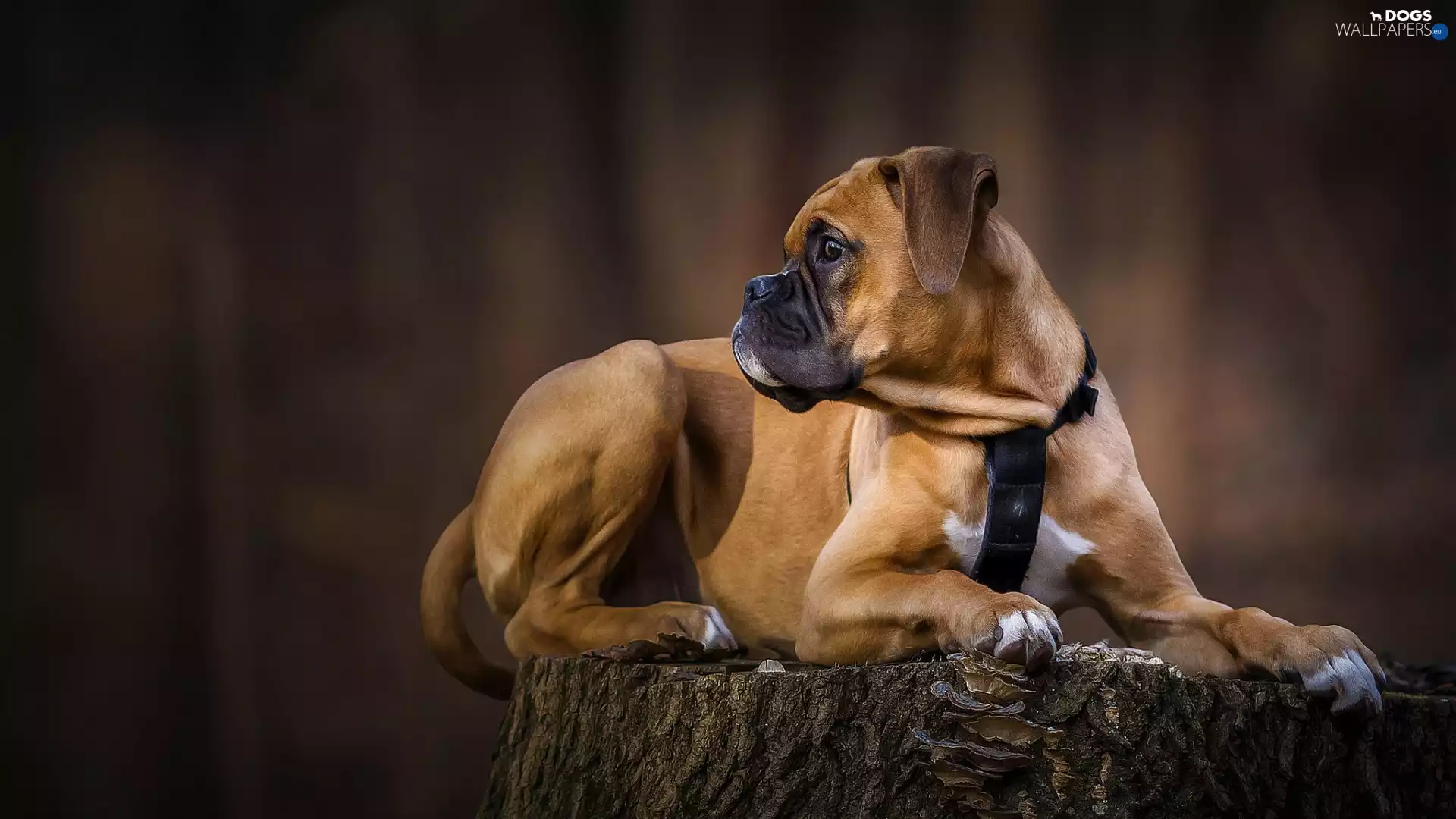 stump, dog, boxer