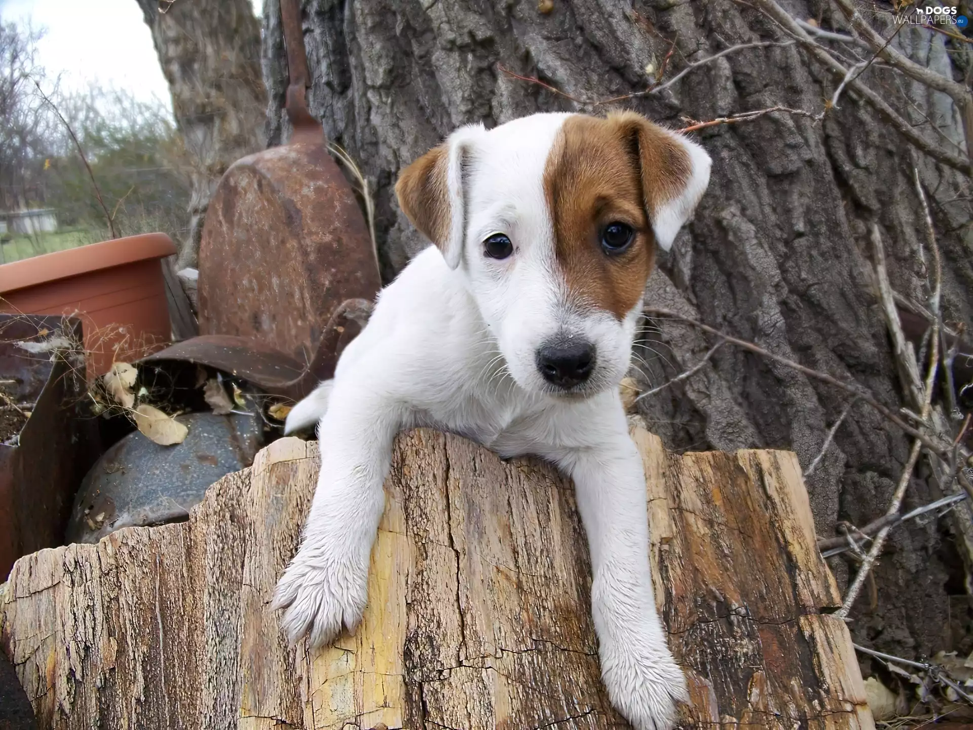 Jack Russell Terrier, stump