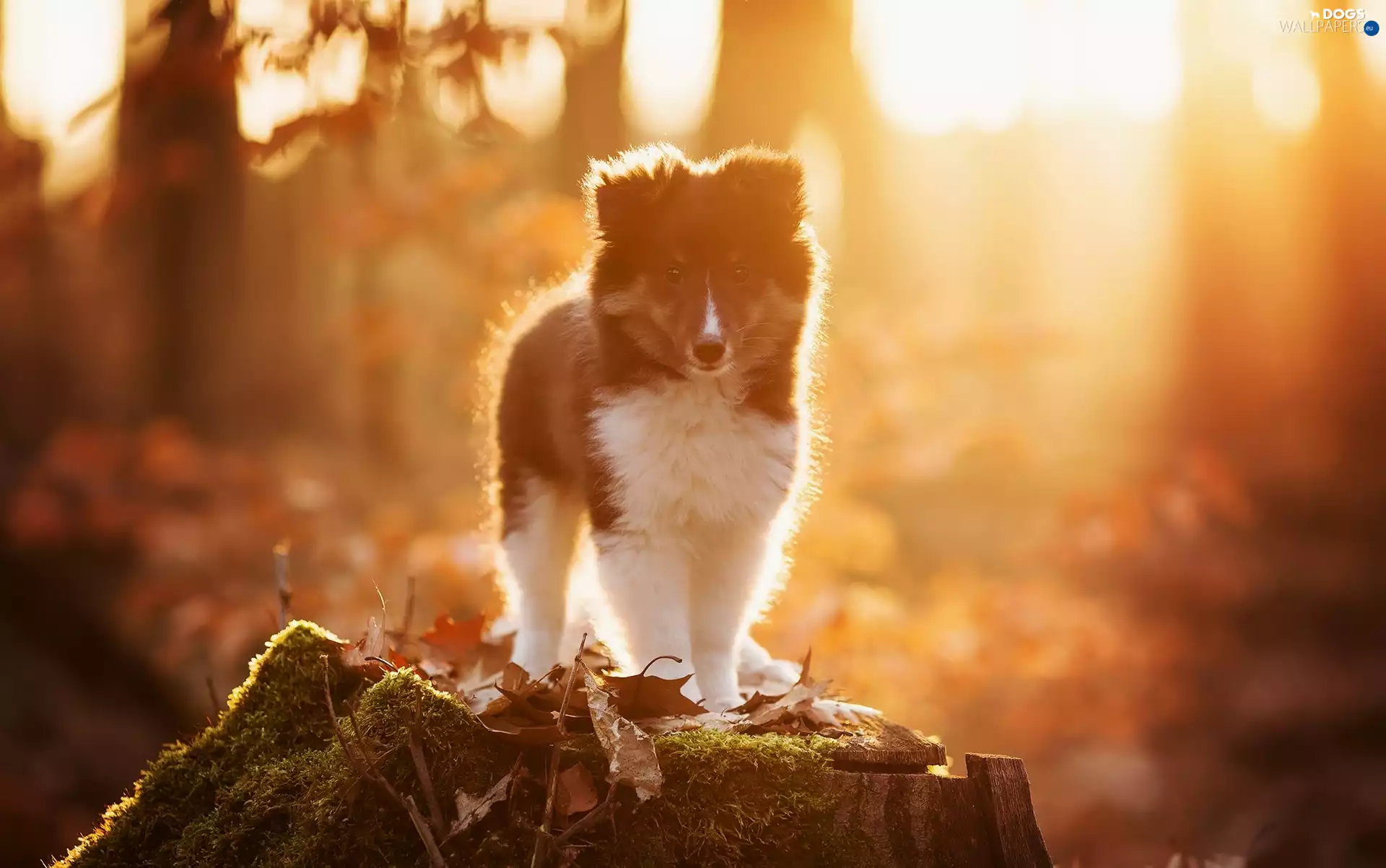 Moss, Leaf, Puppy, stump, shetland Sheepdog