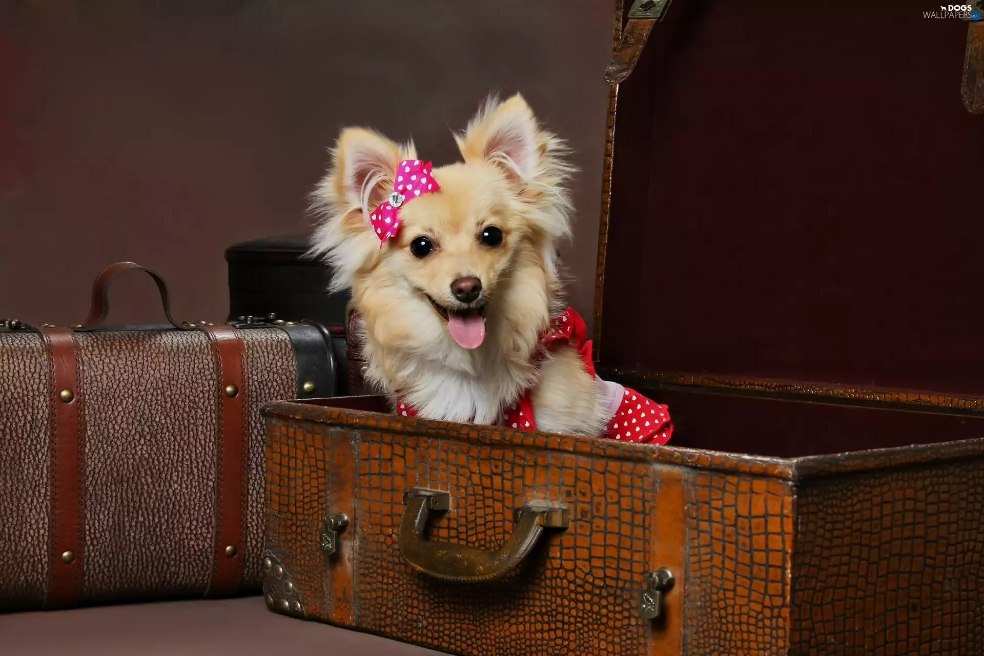 suitcase, doggy, Tounge