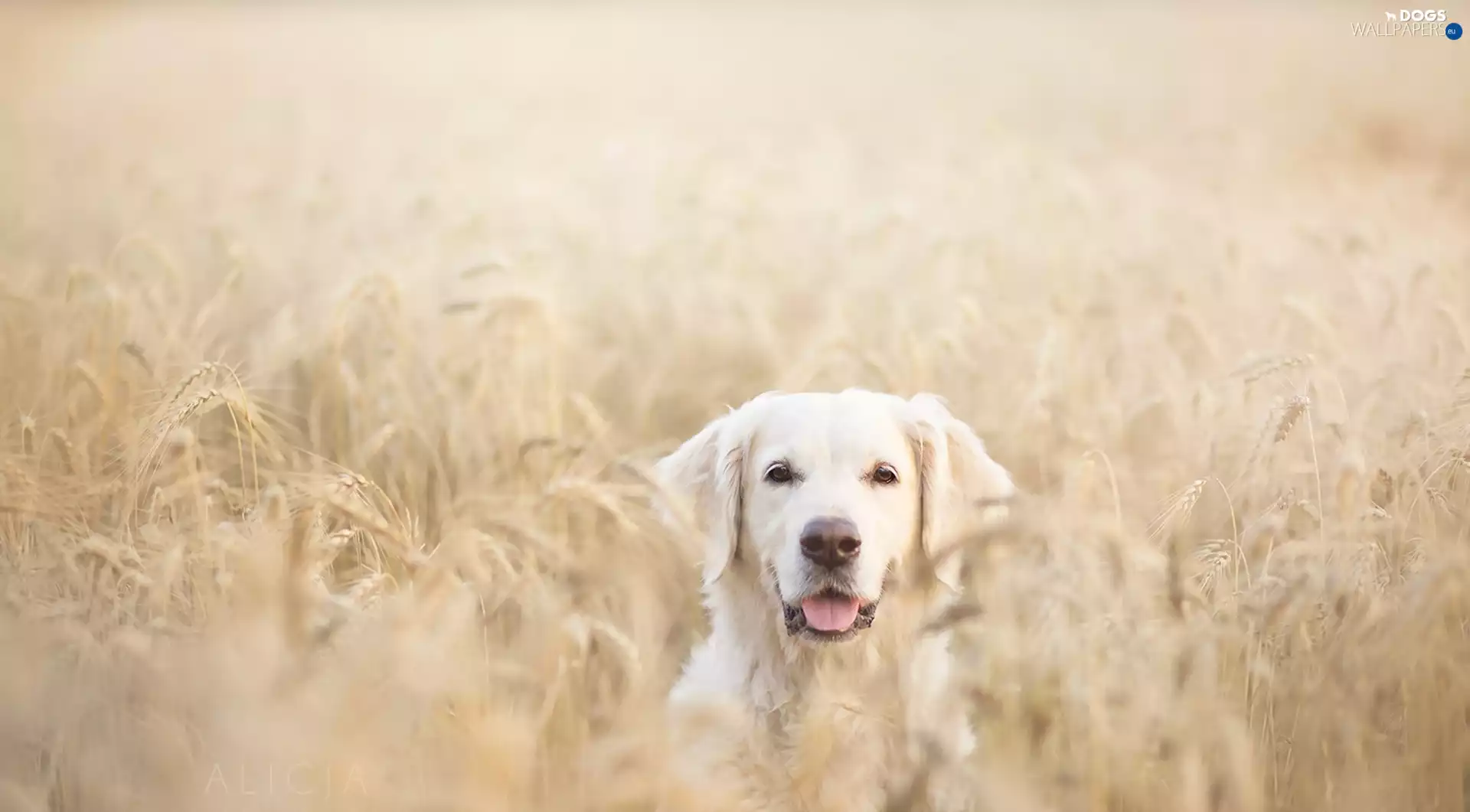 retriever, dog, corn, summer, Field, golden
