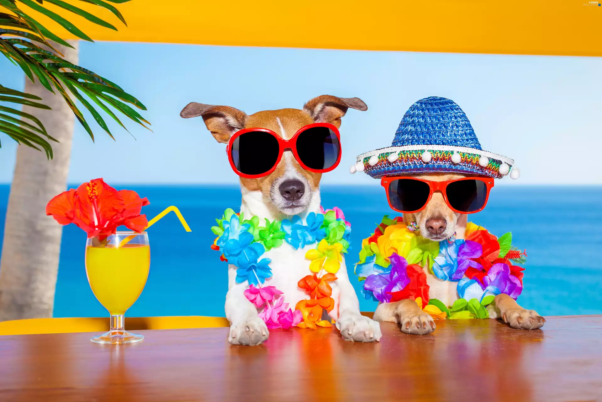Jack Russell Terrier, summer, Funny, holiday
