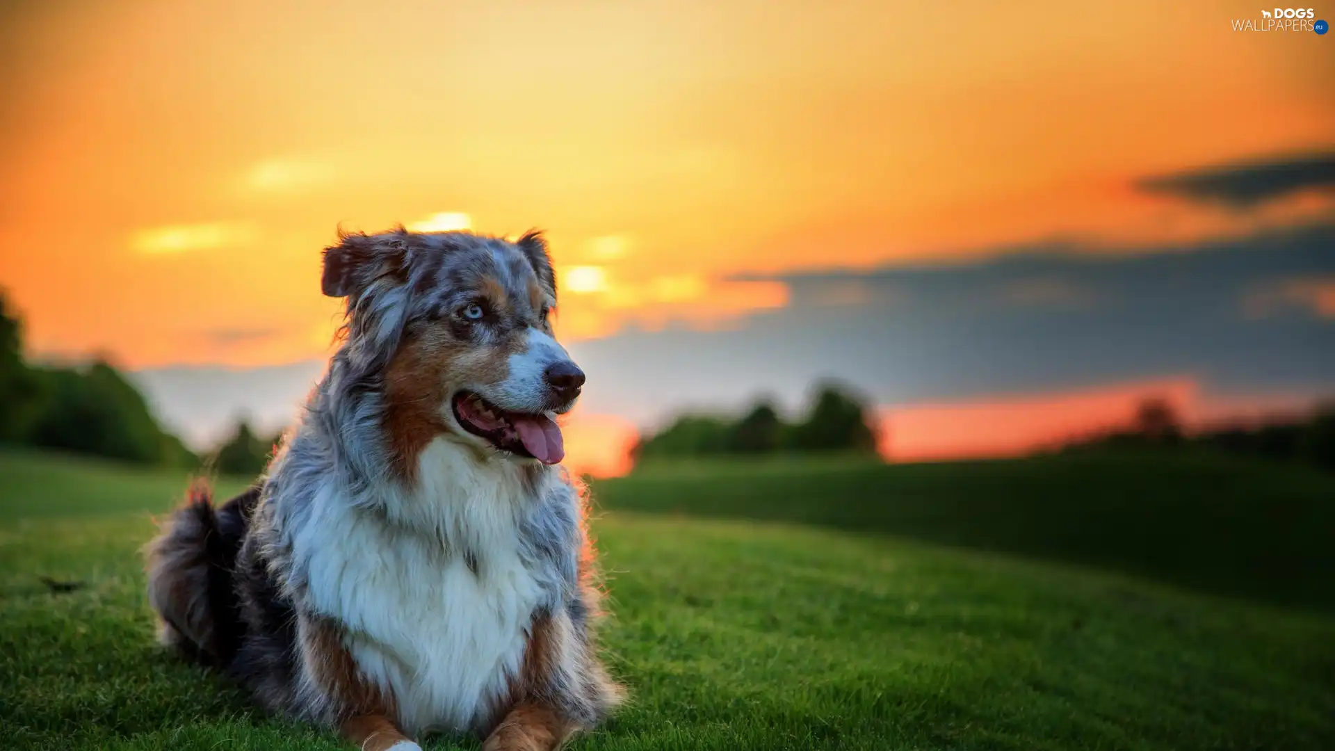 sun, west, dog, Australian Shepherd