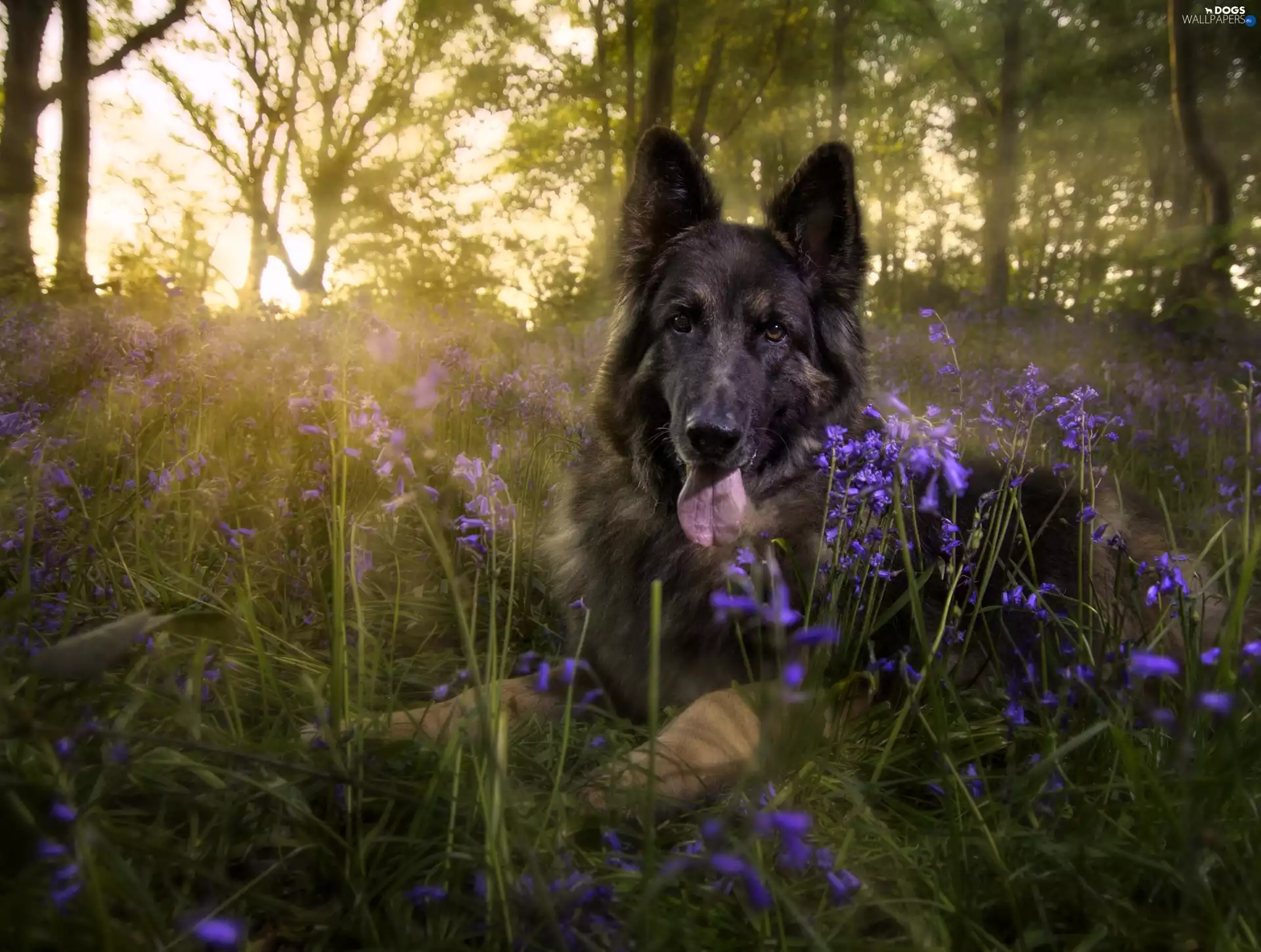 forest, sheep-dog, rays, german, dog, Flowers, sun