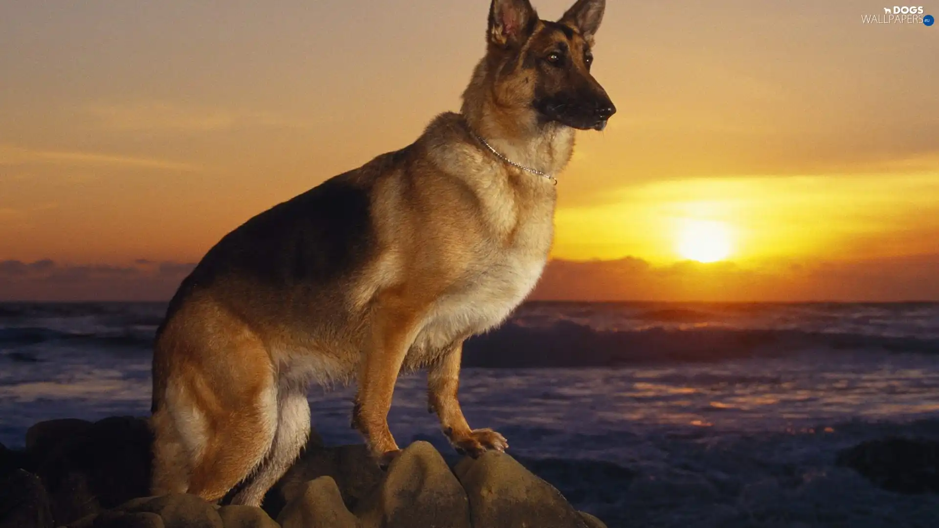 sun, west, sheep-dog, german